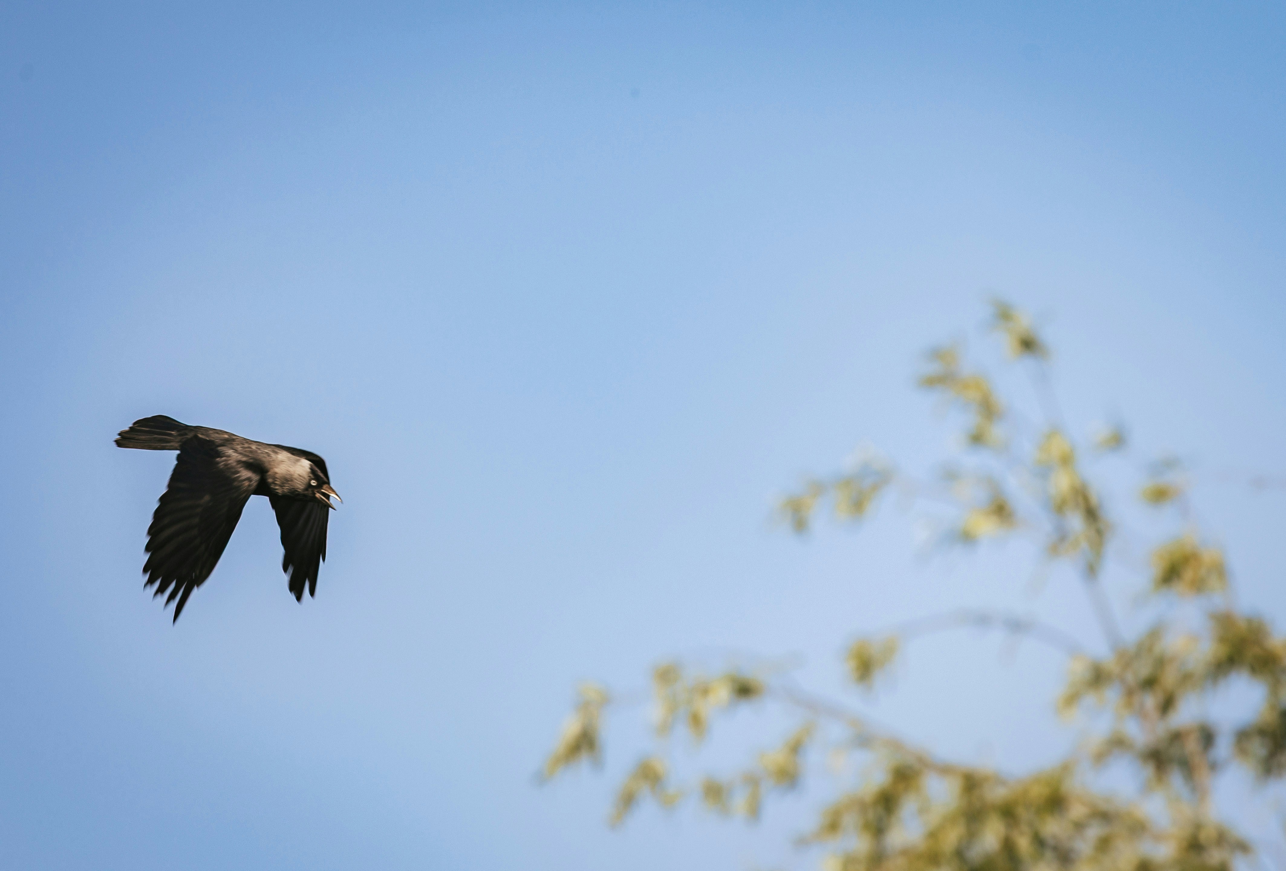 A bird flying against a clear blue sky.