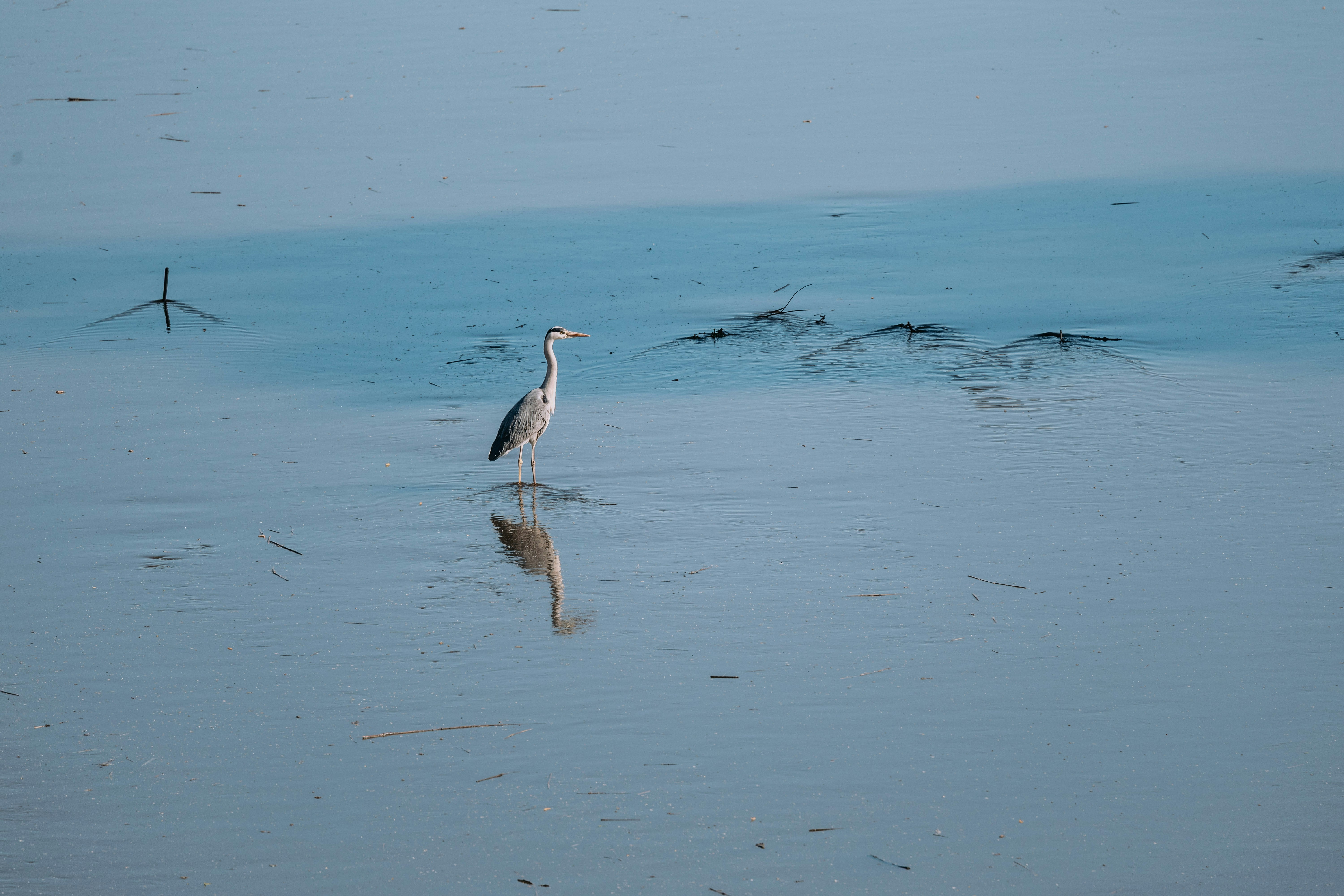 A grey heron stands in shallow water with reflection.