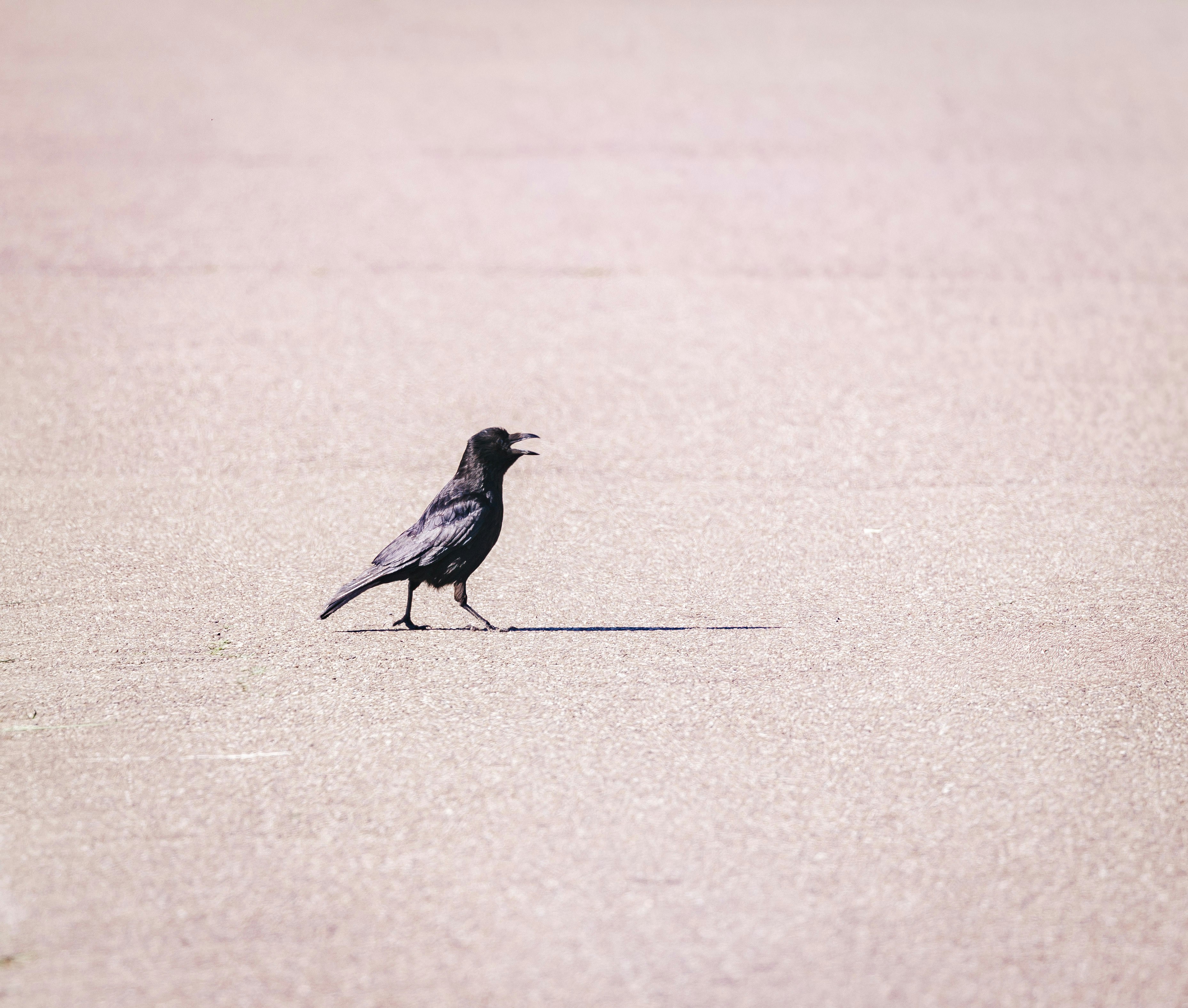 A black bird walks across a sandy surface.