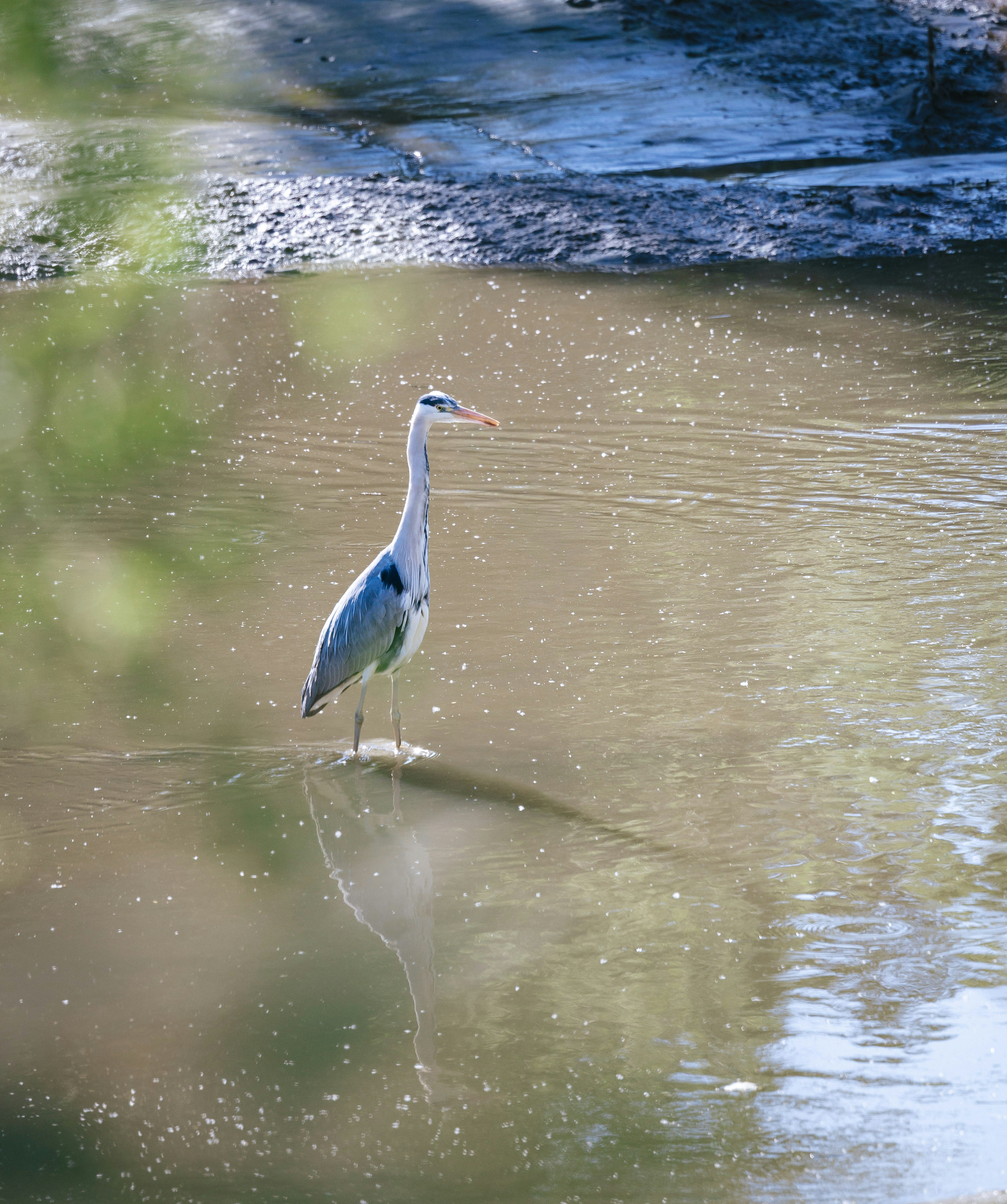 A grey heron stands in shallow water near shore.