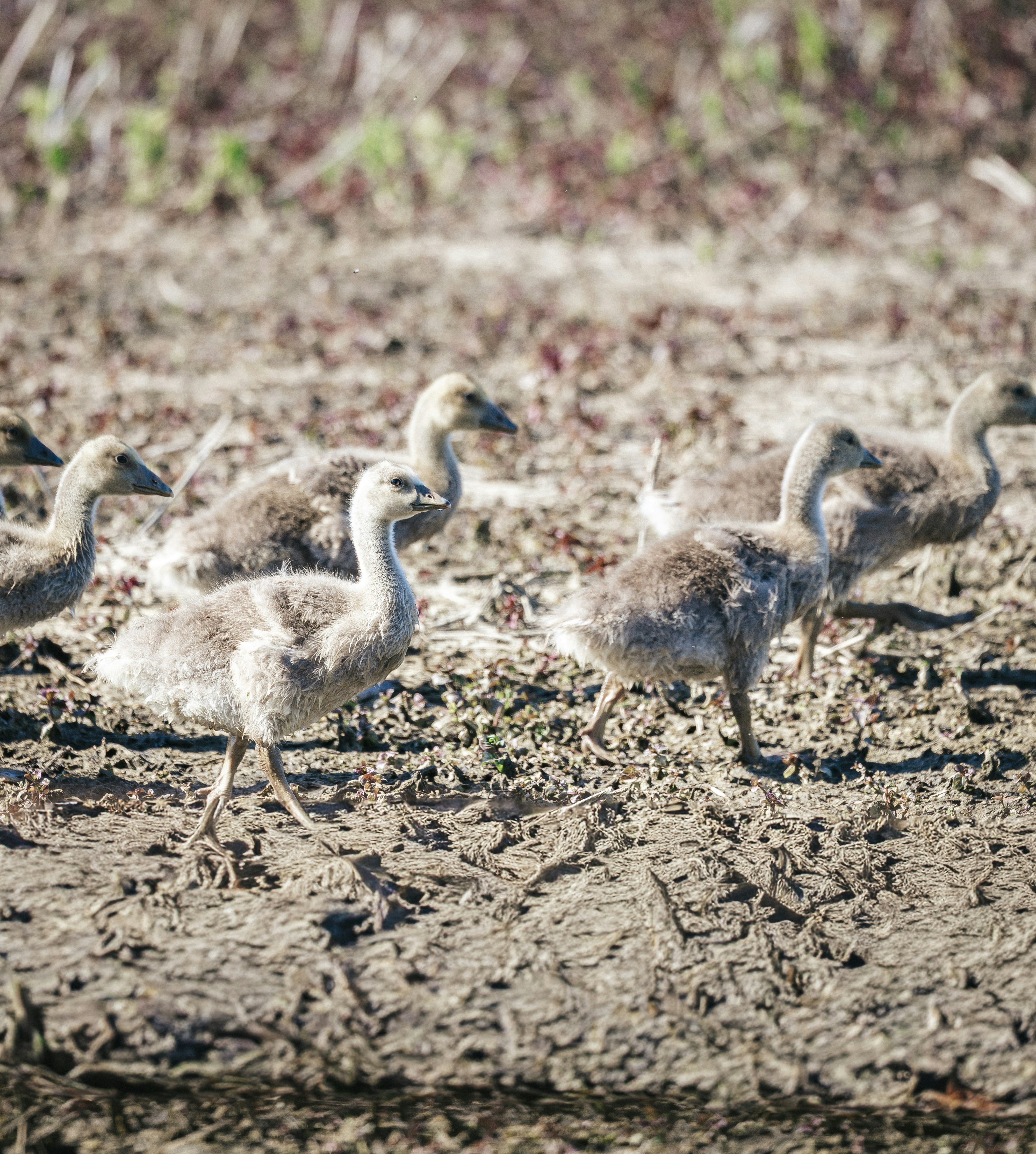 A group of goslings walk on muddy ground