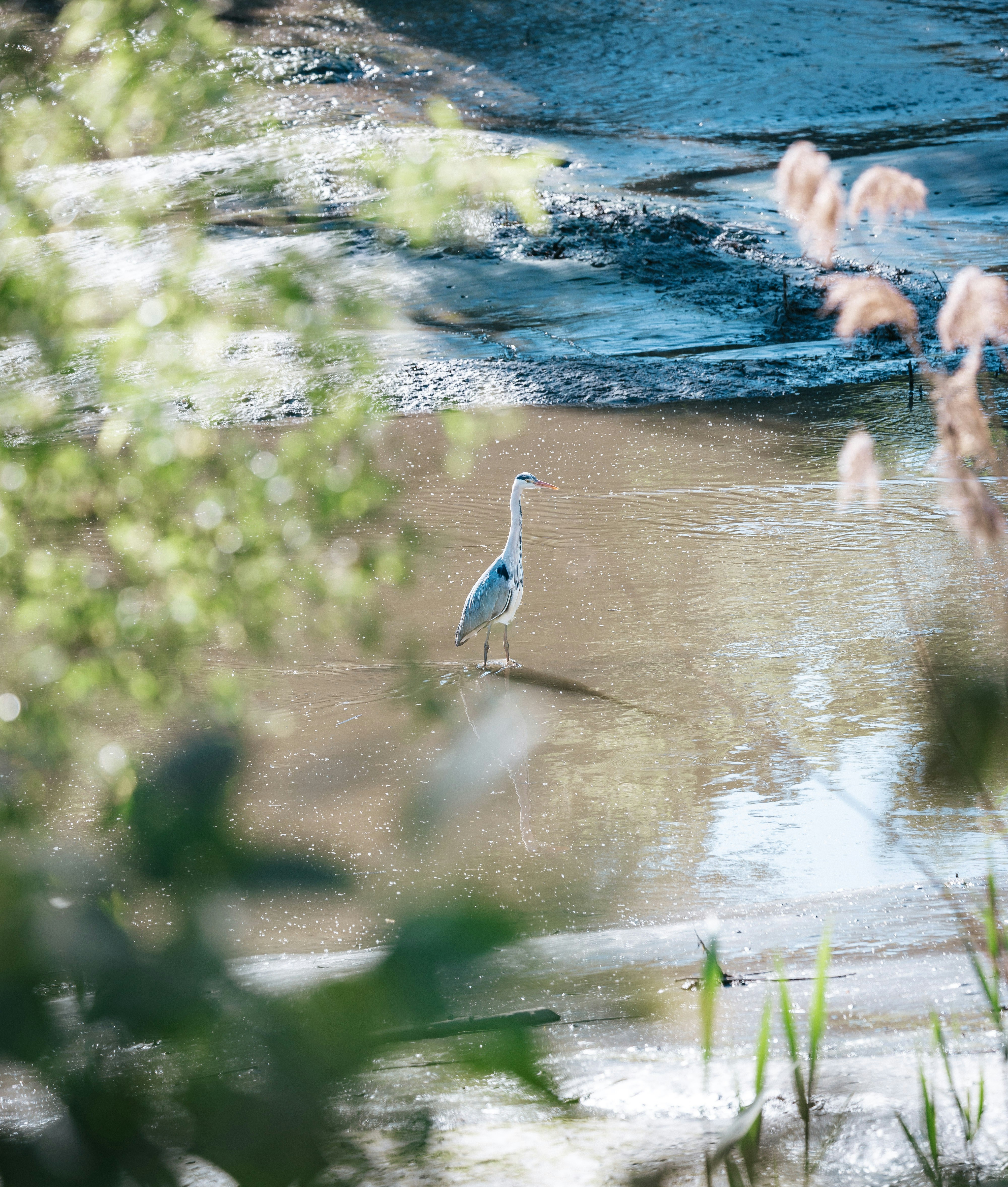 A gray heron stands in shallow water near reeds.