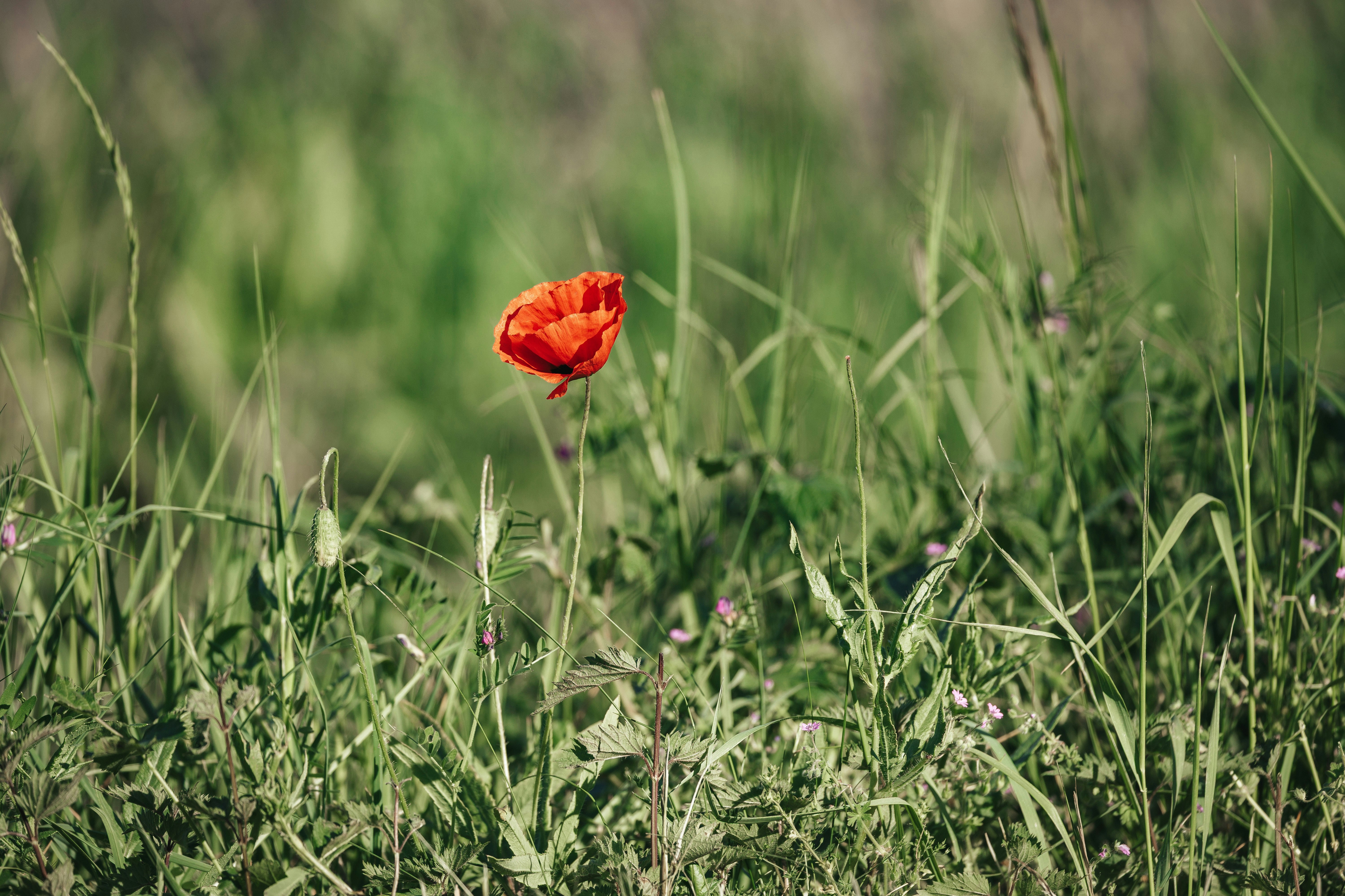 A single red poppy stands tall in a grassy field.