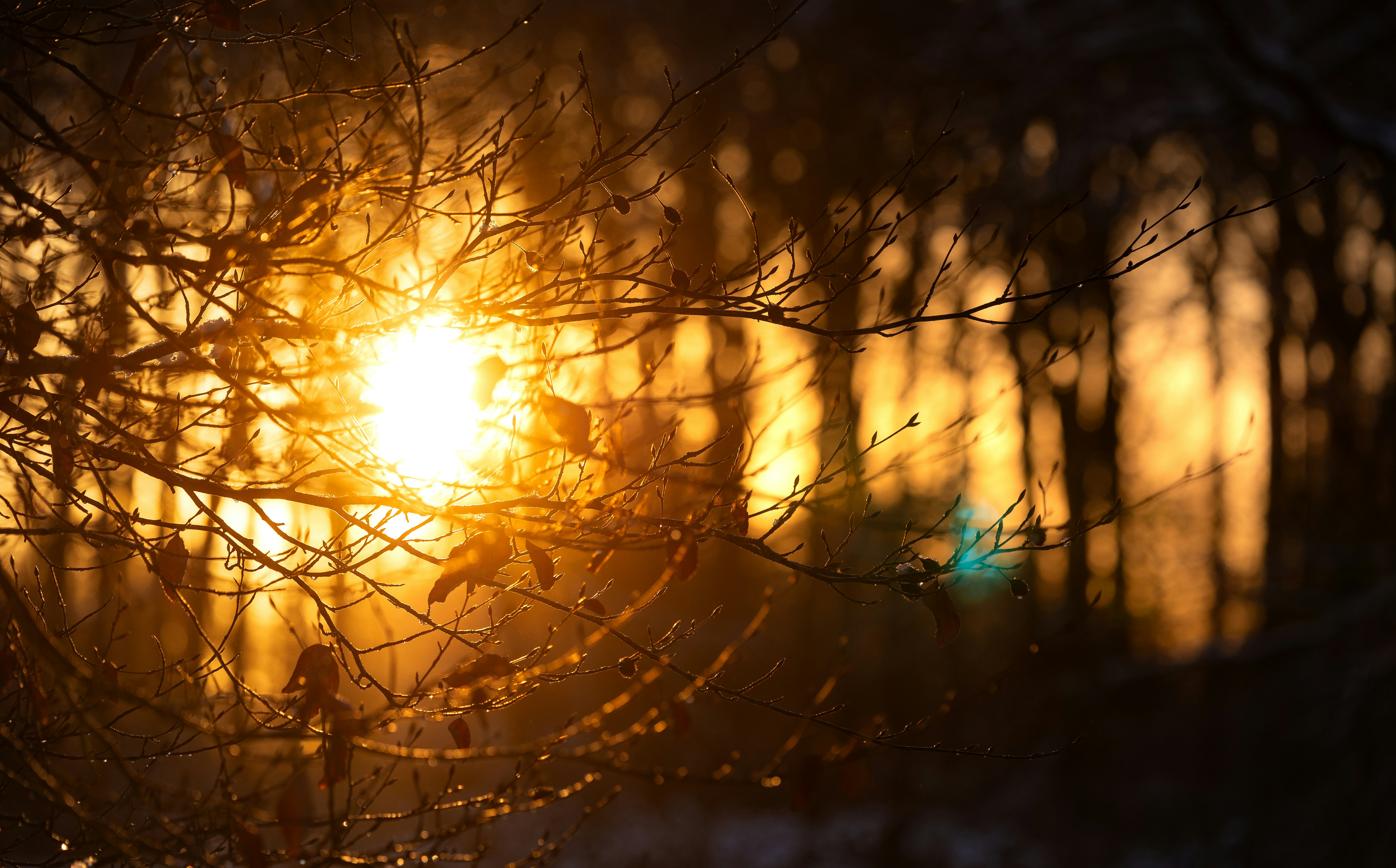 Sunlight shines through bare tree branches at sunset.