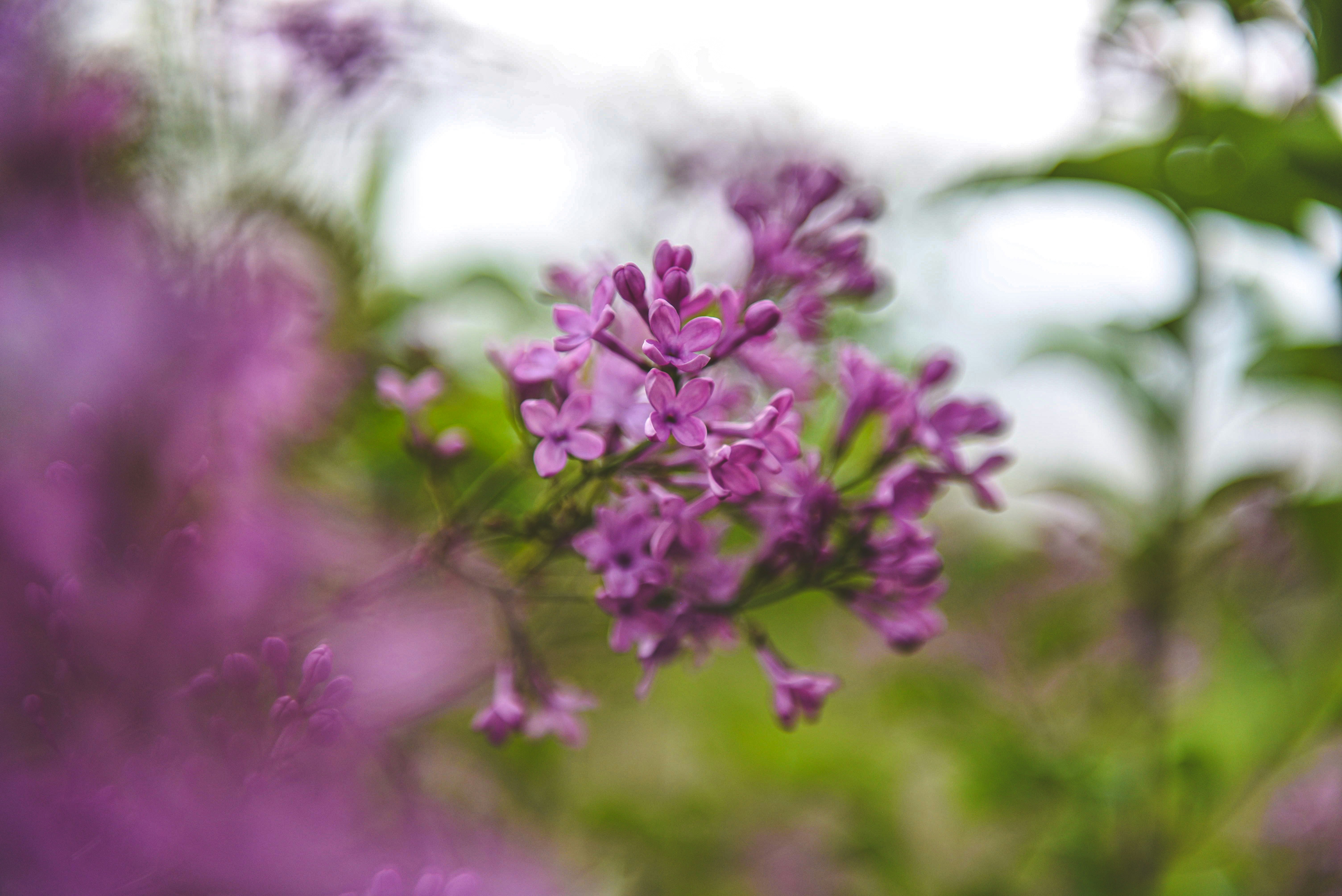 Photo by freefolkphoto