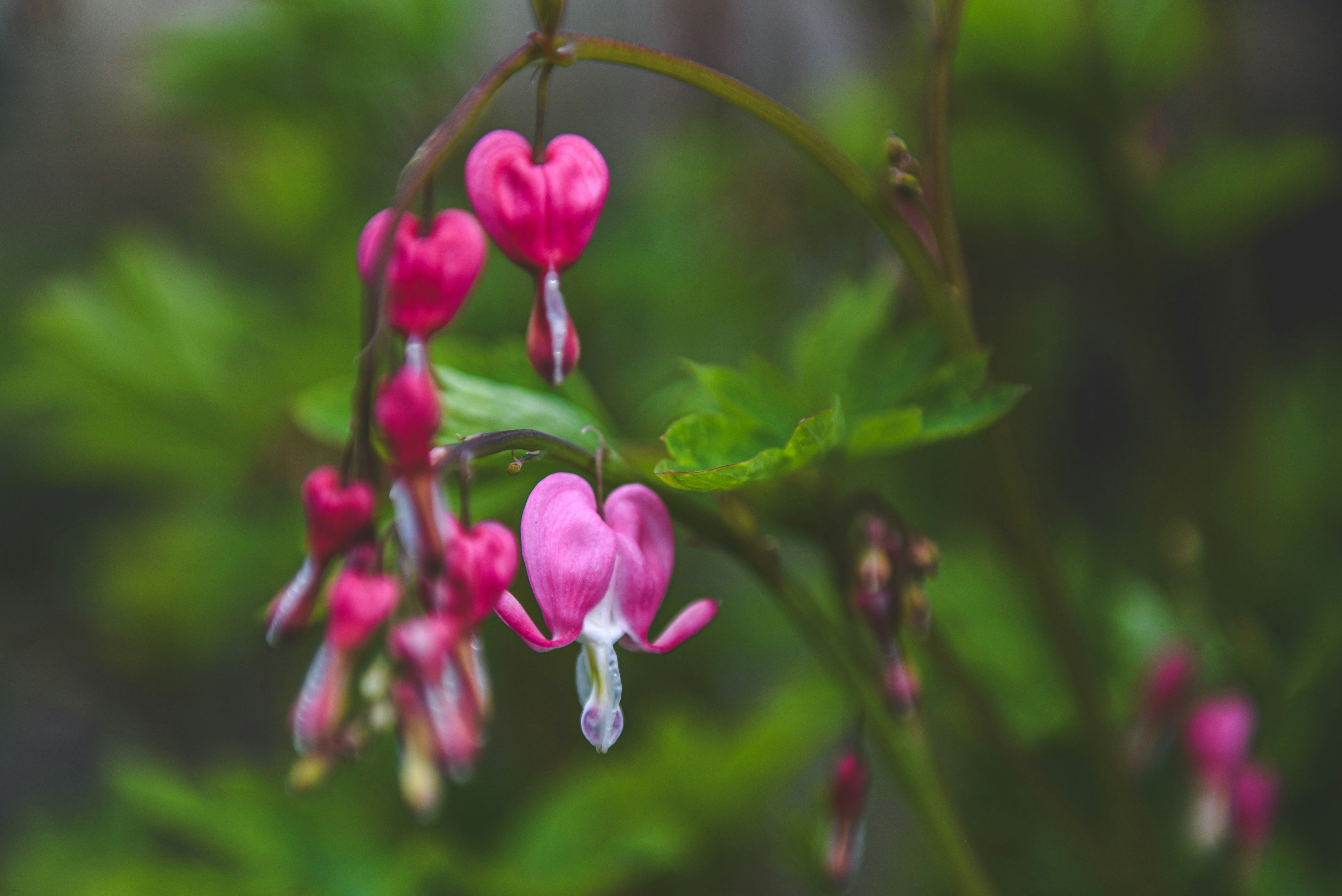 Photo by freefolkphoto