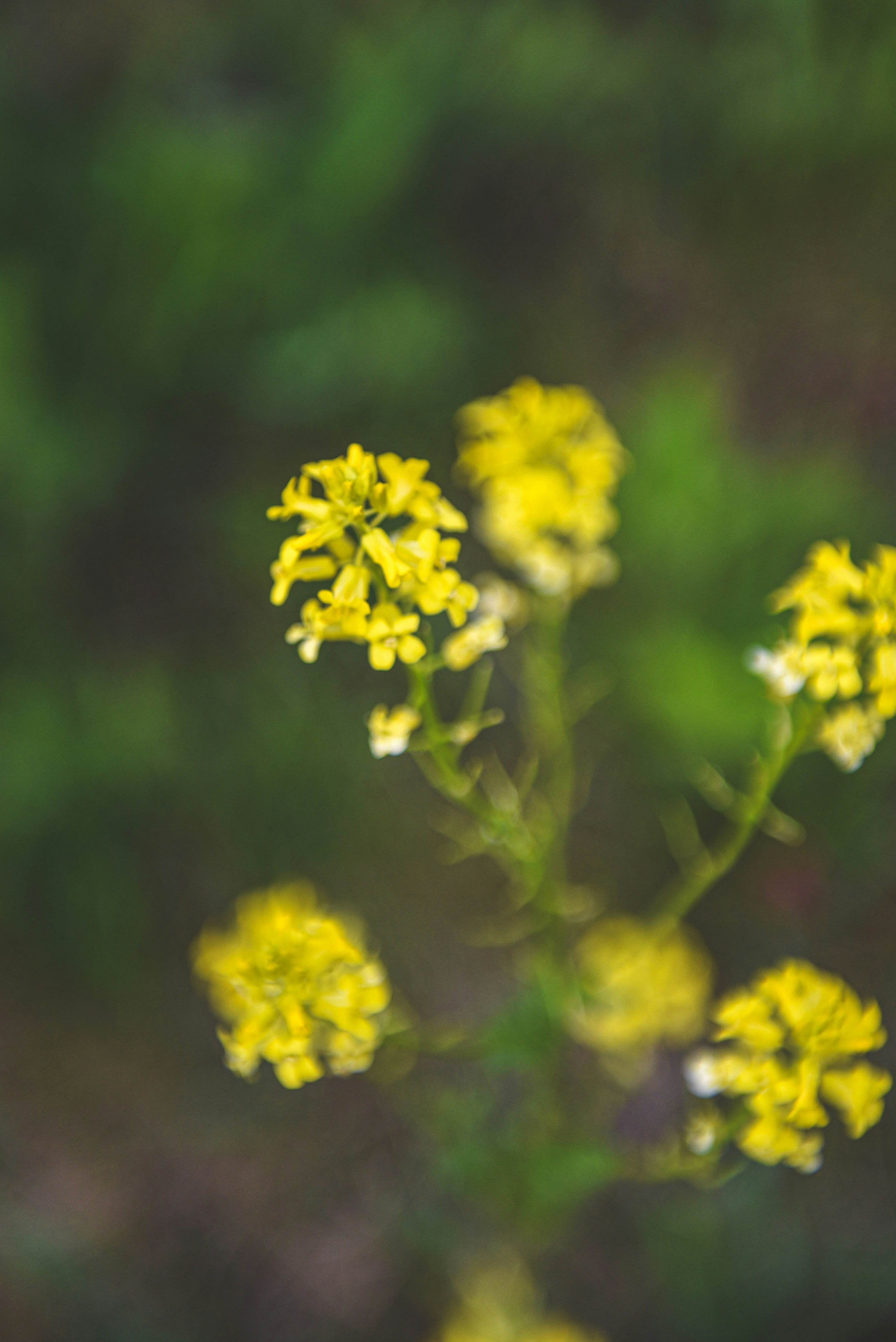 Photo by freefolkphoto