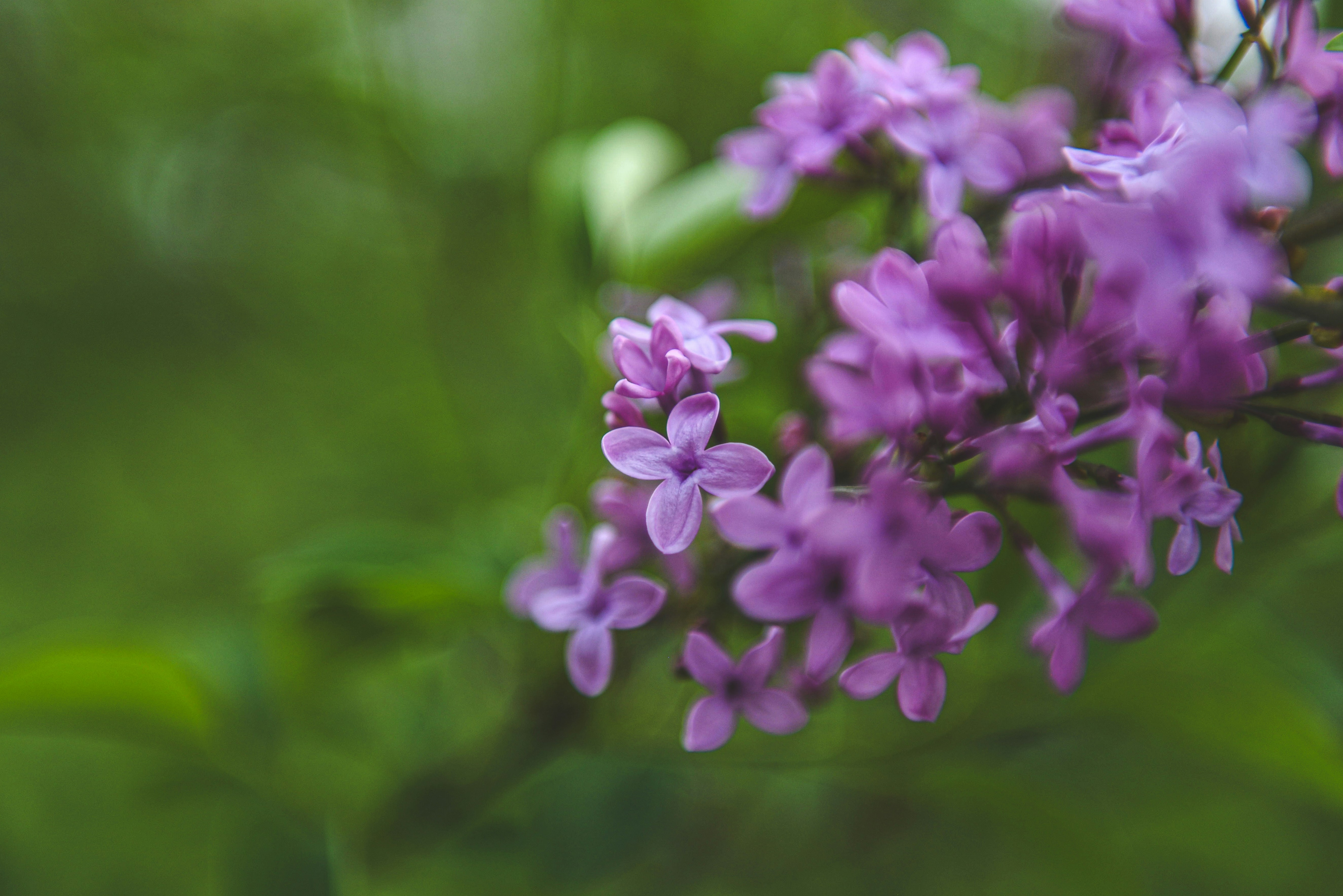 Photo by freefolkphoto