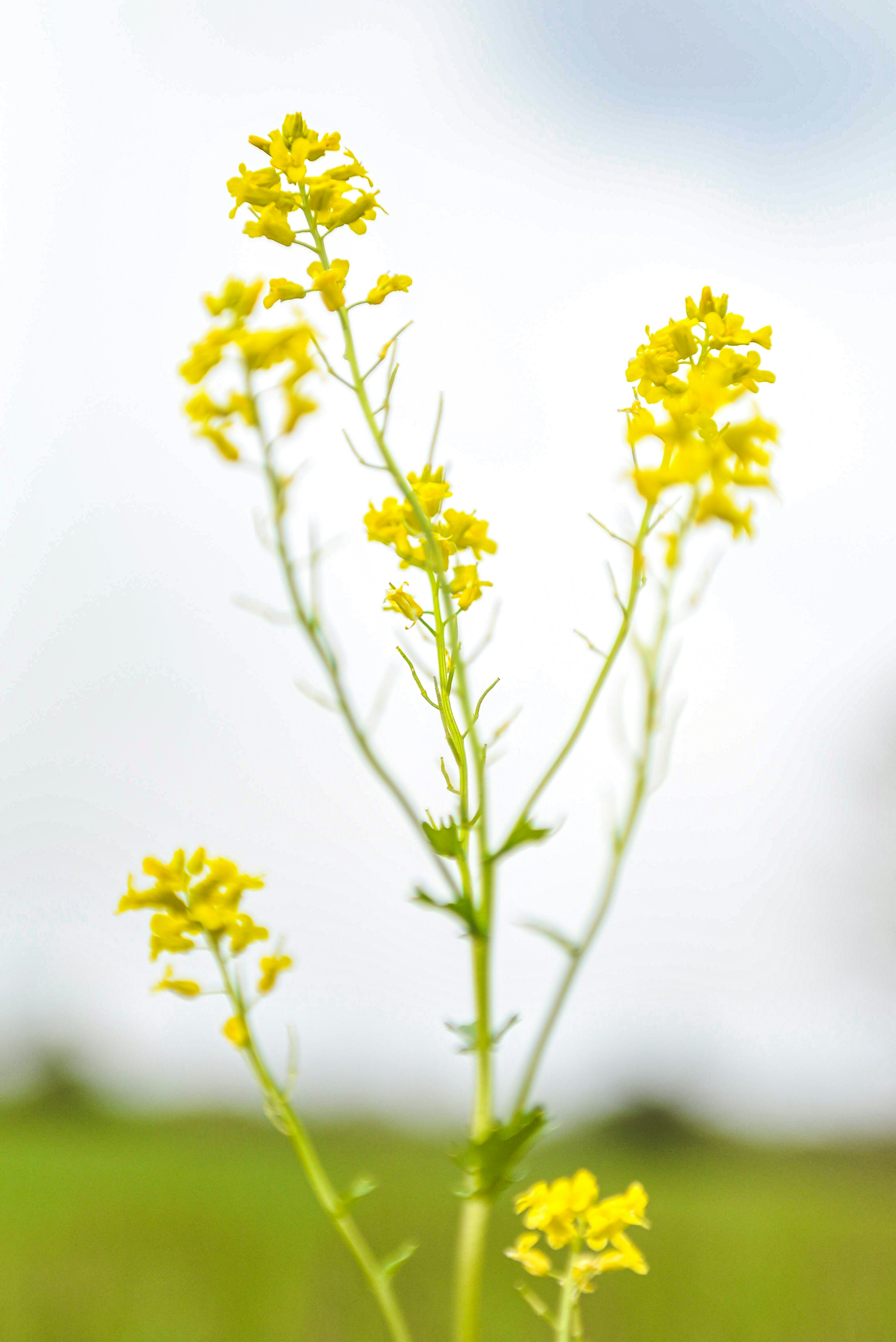 Yellow wildflowers bloom against a blurred green and white background