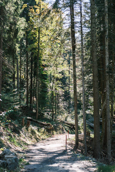 Sun-dappled forest trail adventure