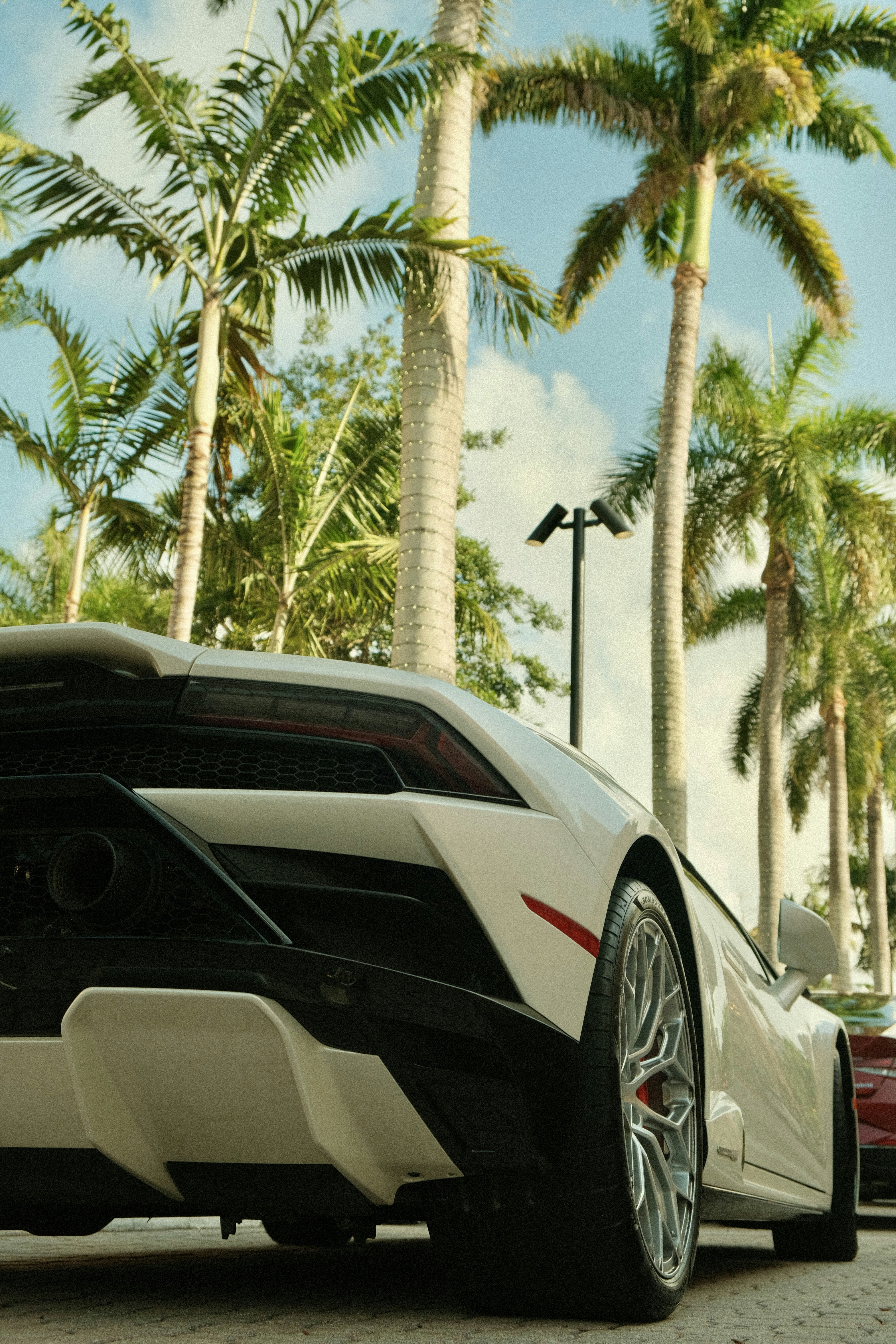 White sports car parked among palm trees.