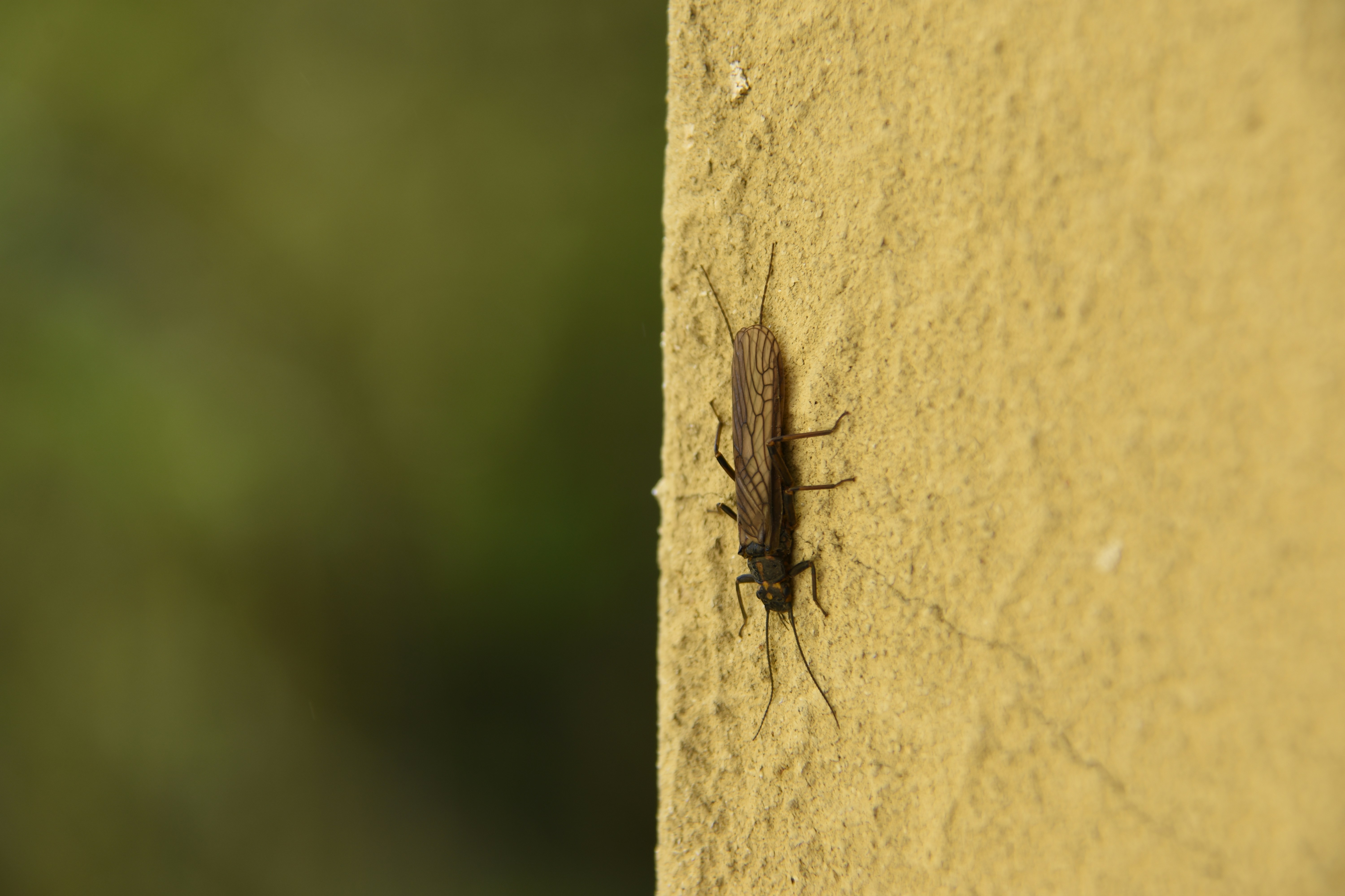 A dark insect crawls on a yellow wall.