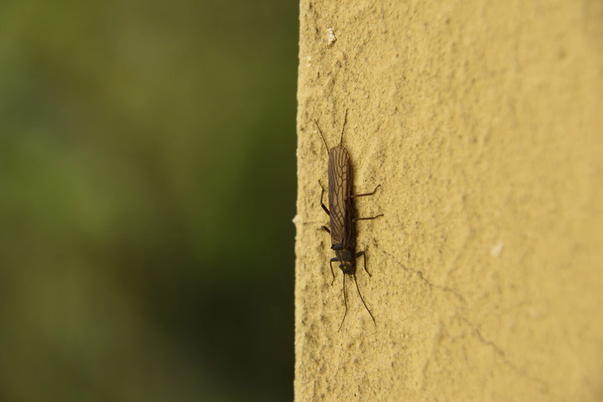 Streamline Pest Control Invoicing in 2026 (Examples + Templates)