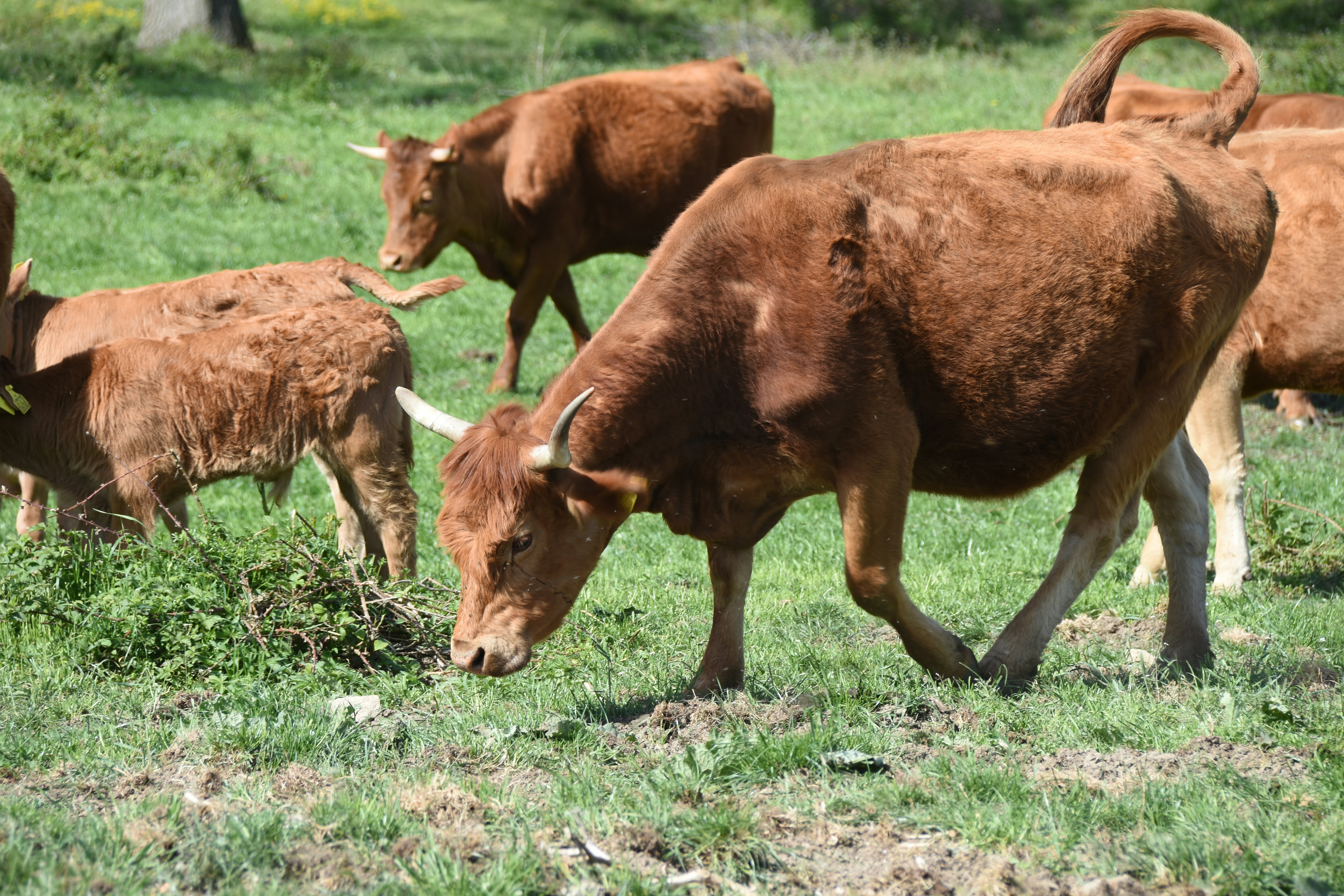 Brown cows grazing in a grassy field