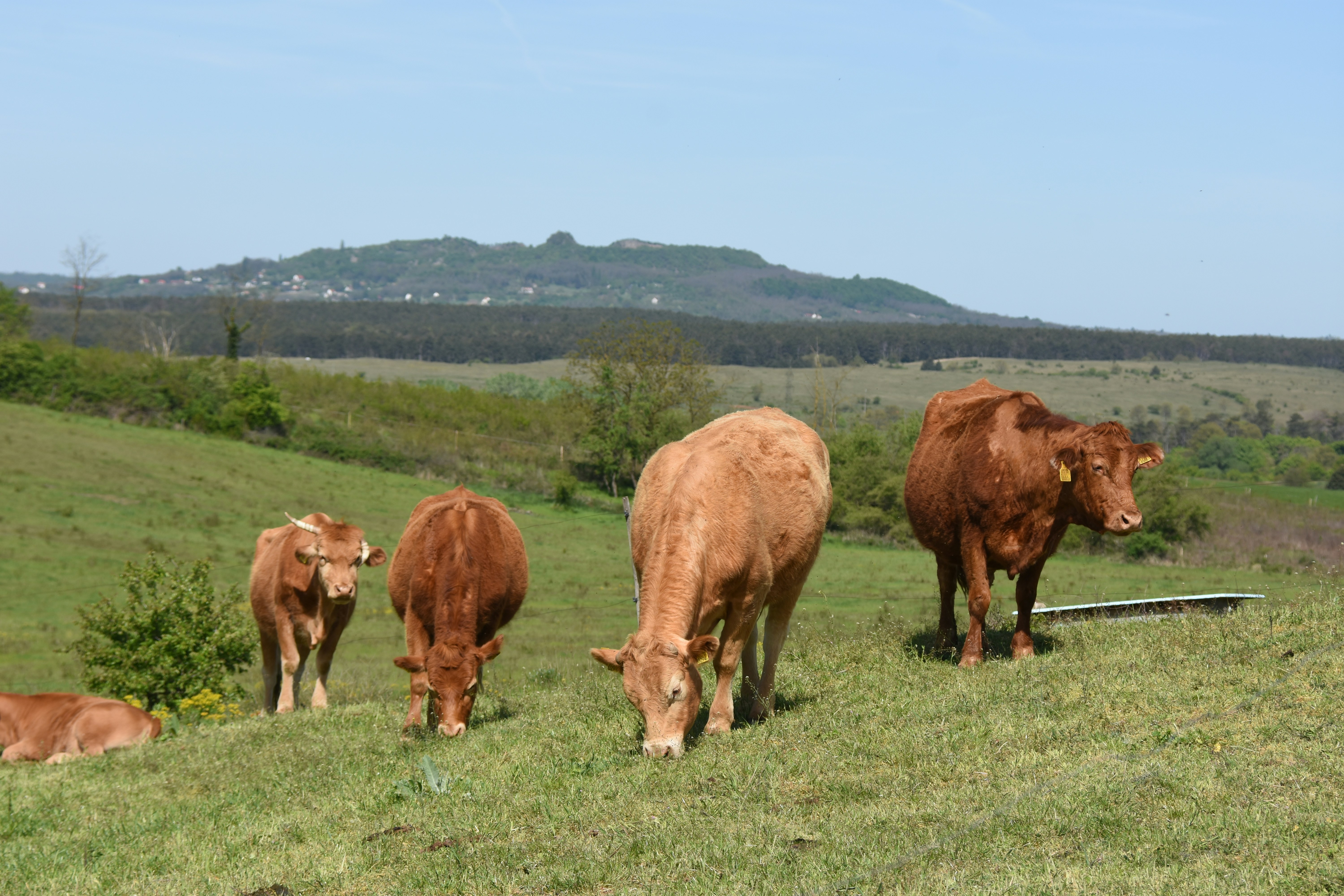Cows grazing in a grassy field with hills beyond
