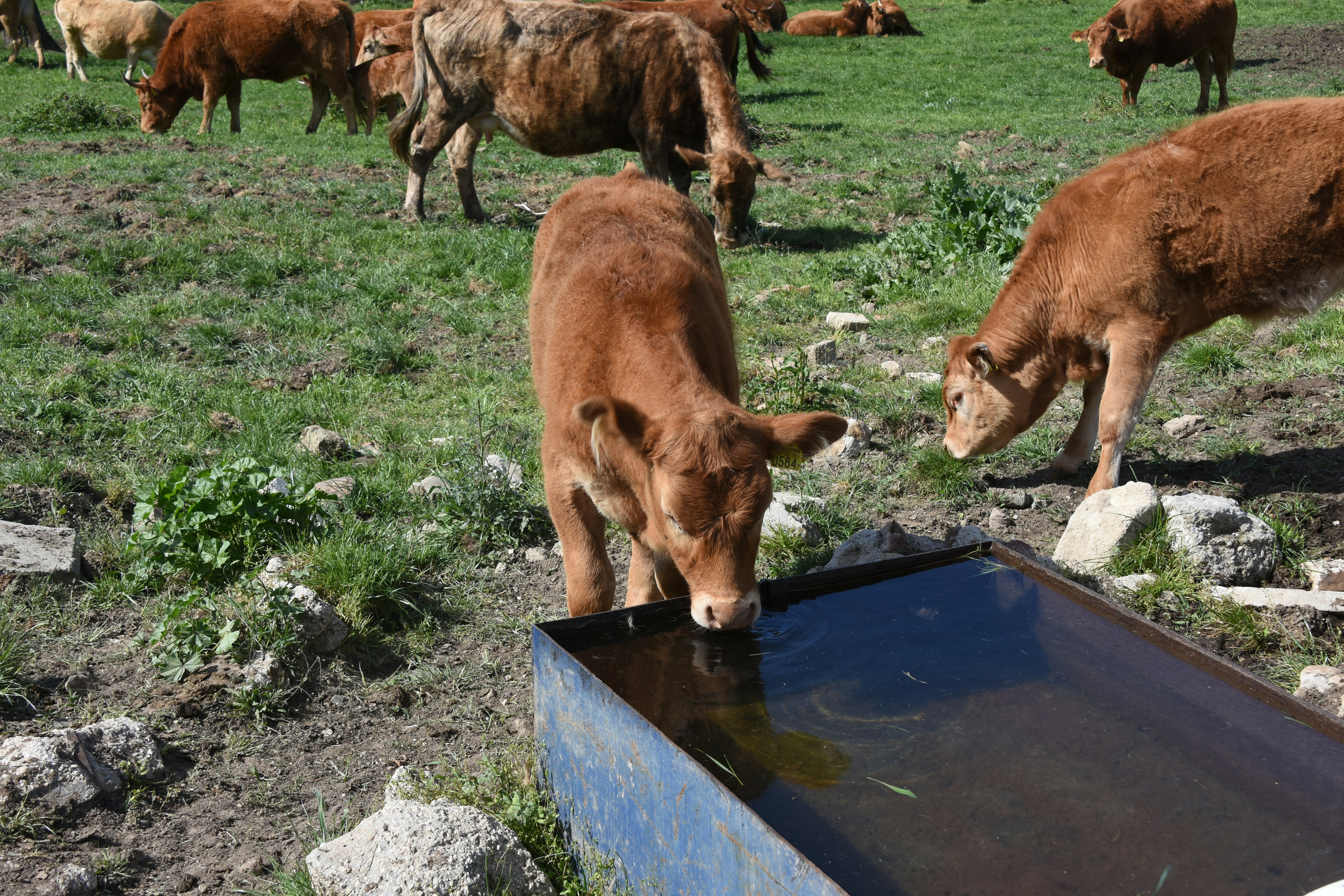 A calf drinks water from a trough in a field.
