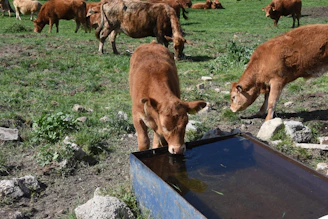A calf drinks water from a trough in a field.