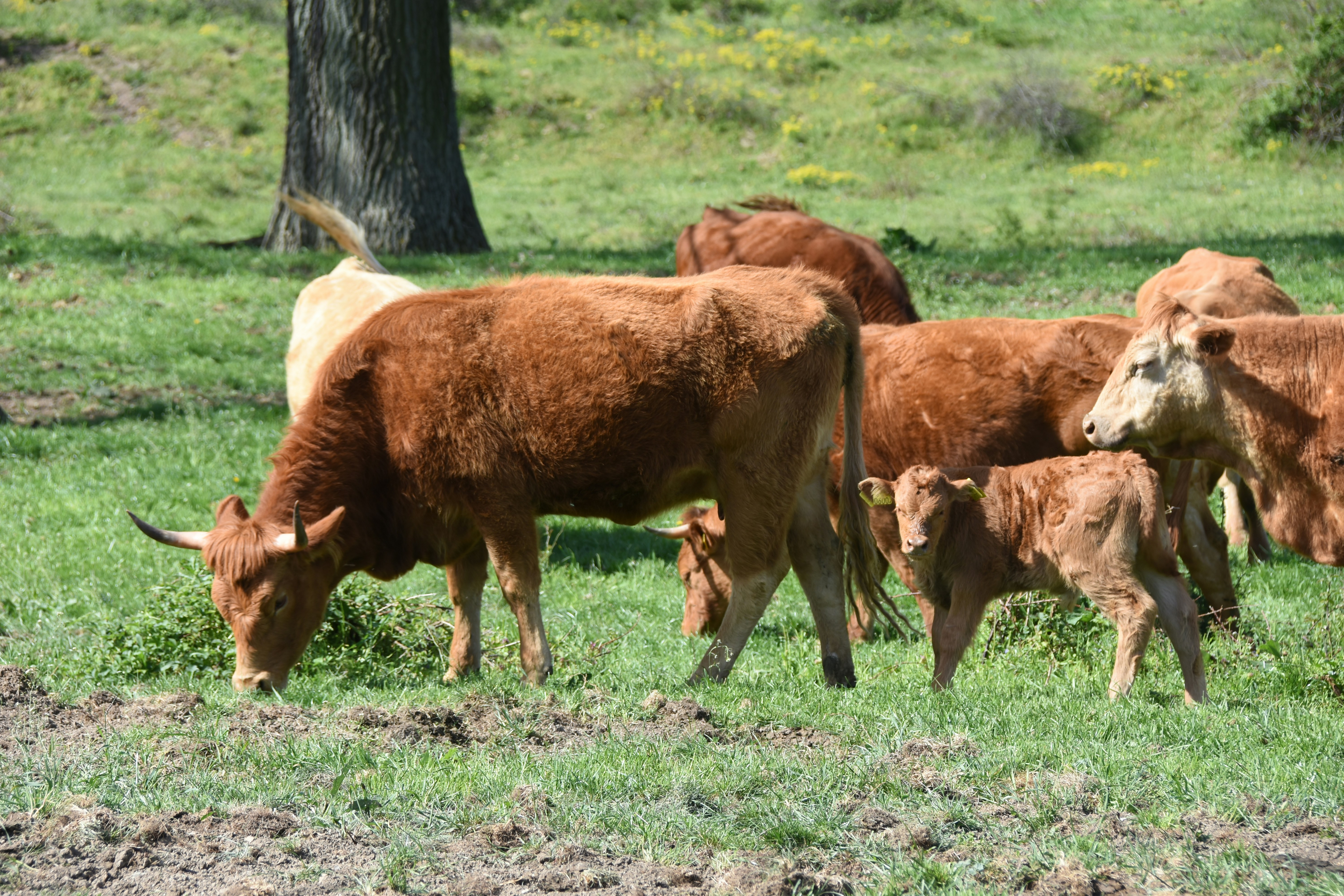 Brown cows grazing in a grassy field