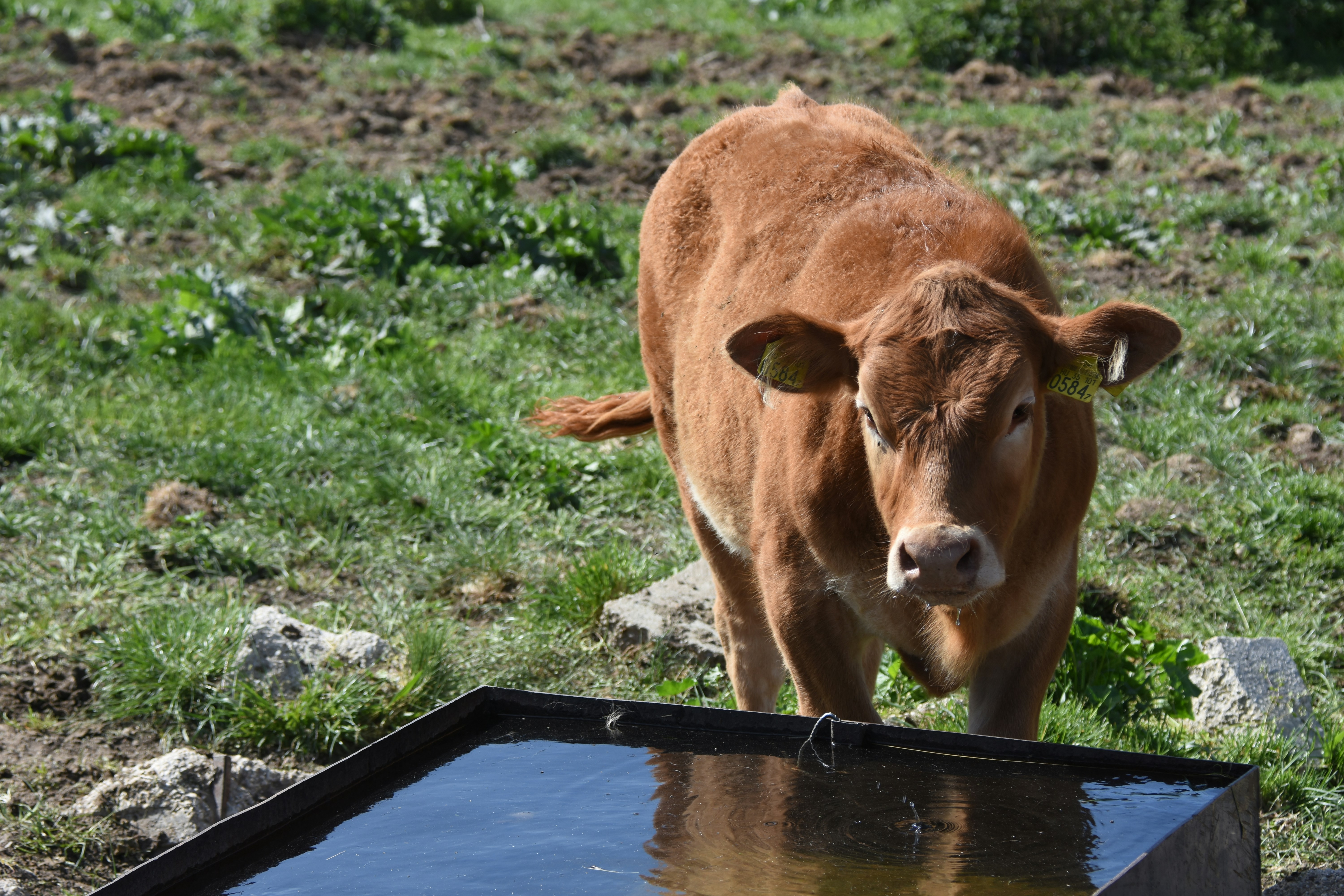 A brown cow stands by a water trough