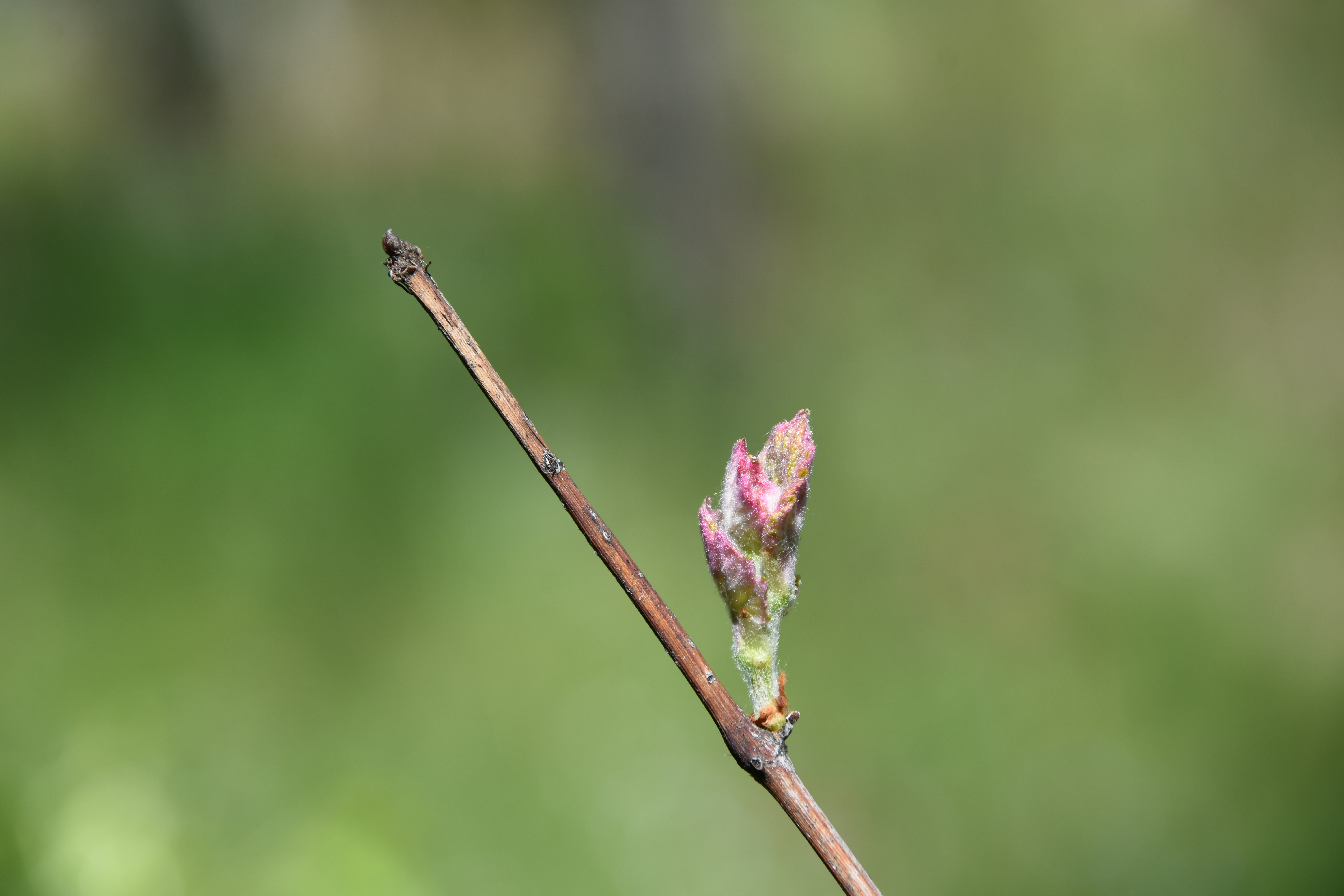 A new bud sprouts on a thin branch.