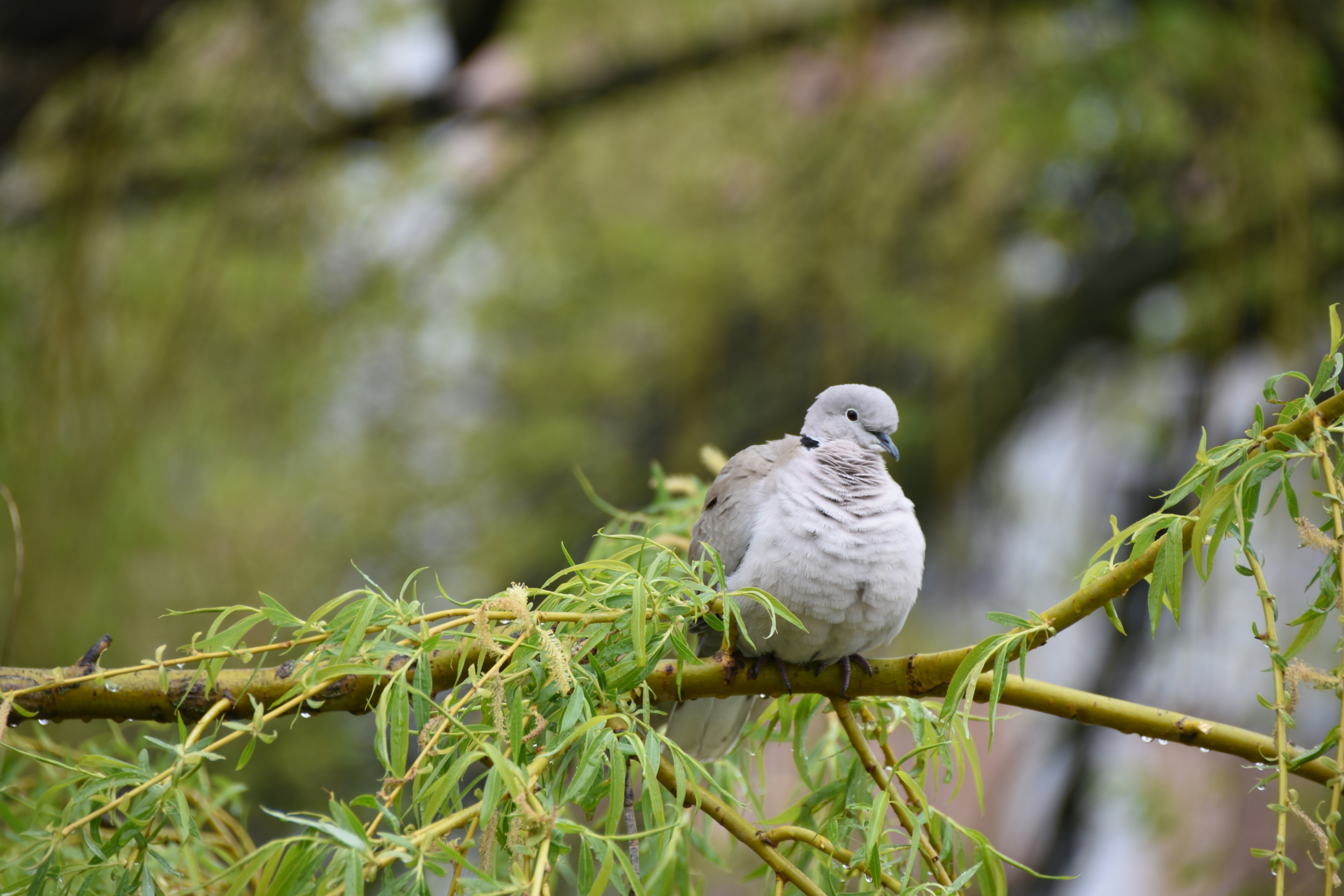 A dove perched on a tree branch with green leaves.
