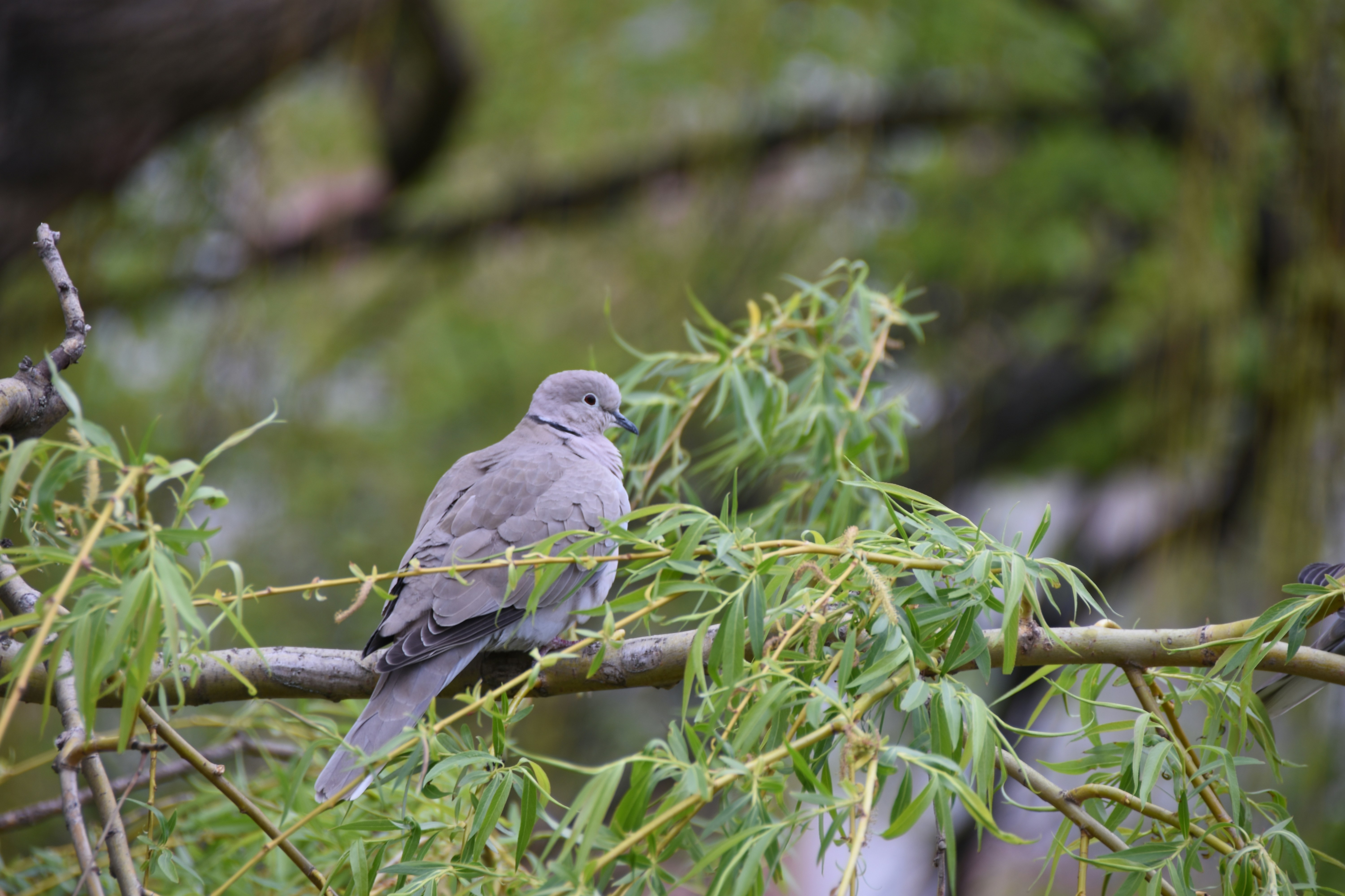 A gray dove rests on a tree branch.