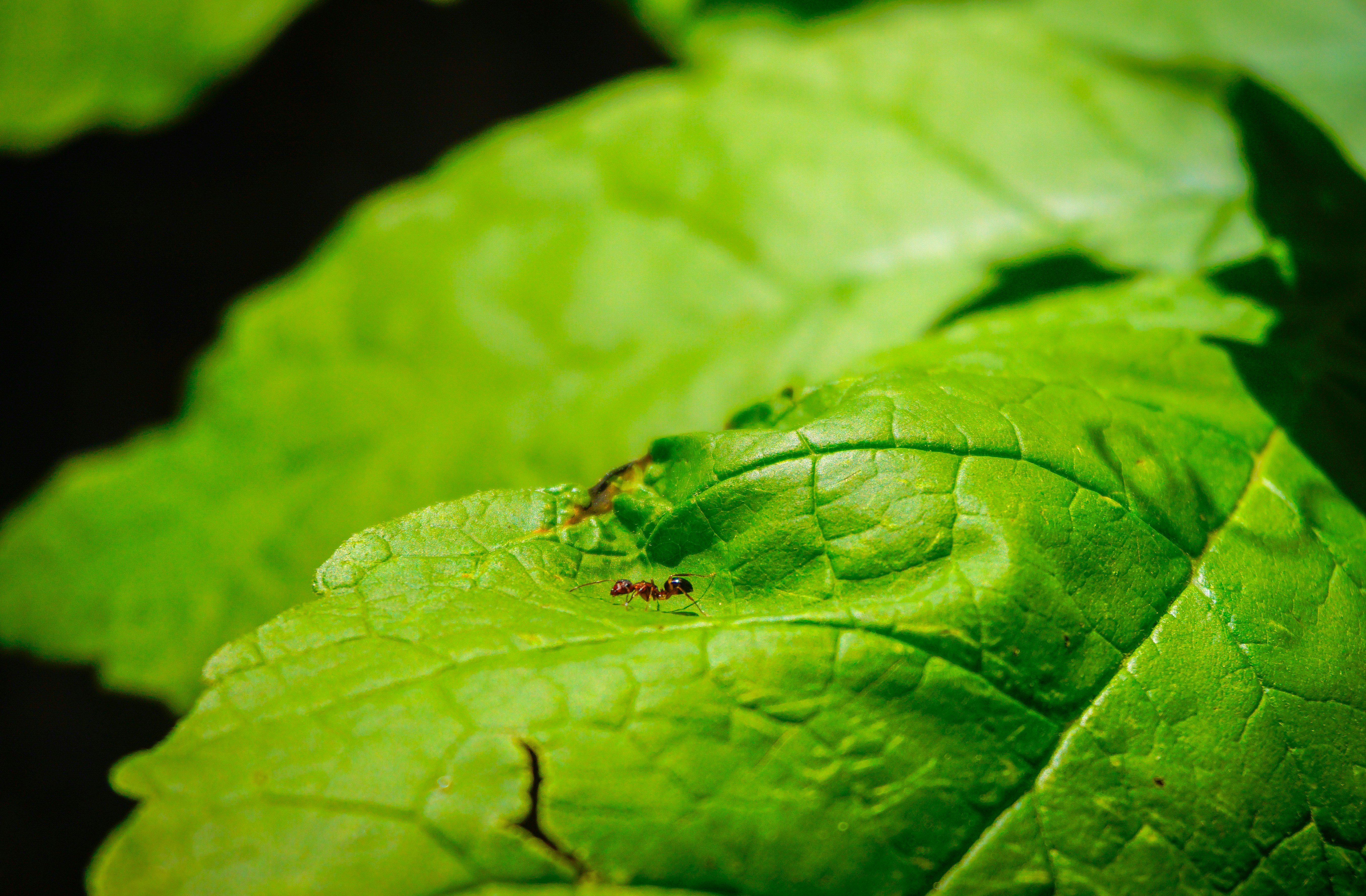 A healthy, diverse vegetable garden ecosystem.