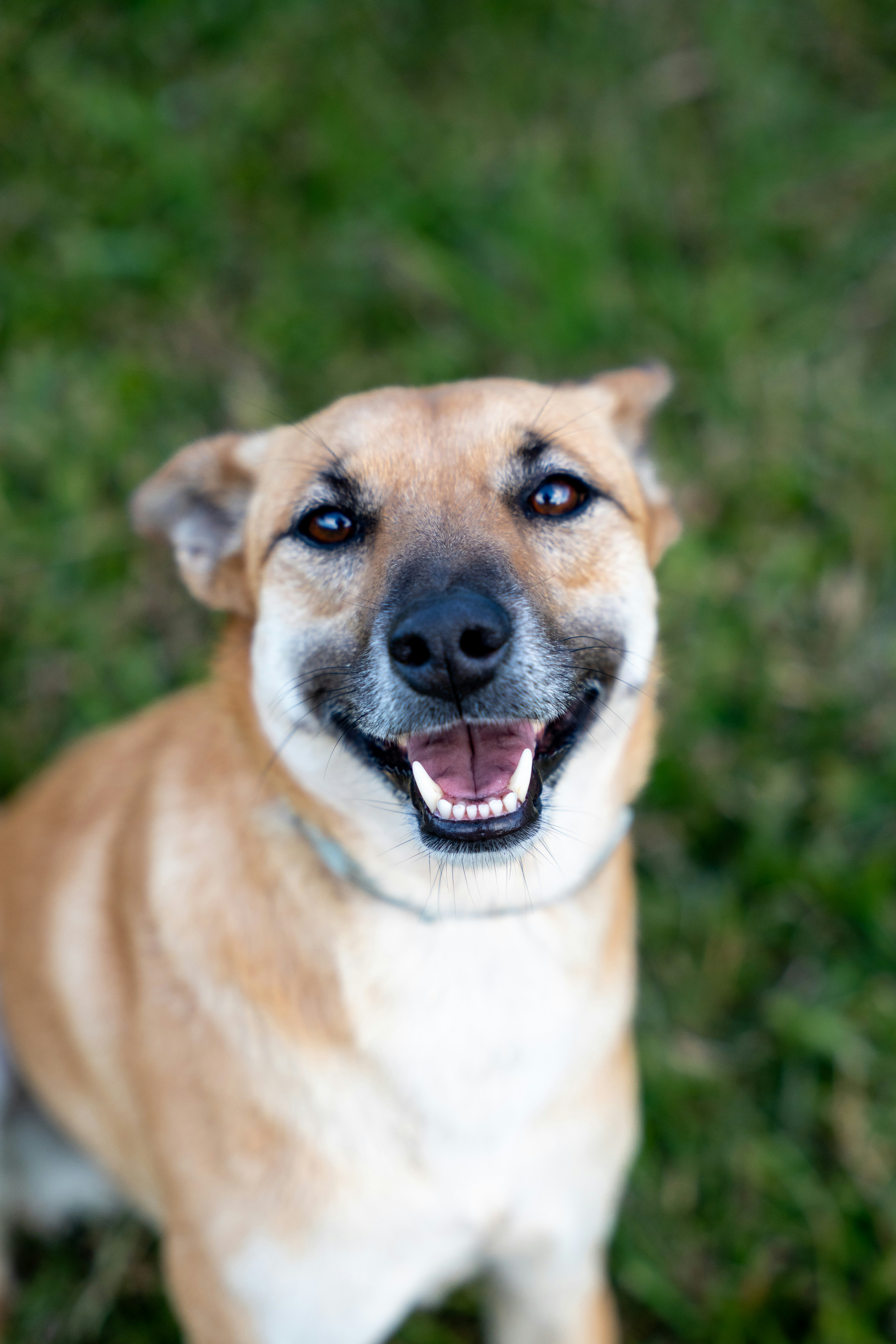 A happy dog smiling brightly during an outdoor walk