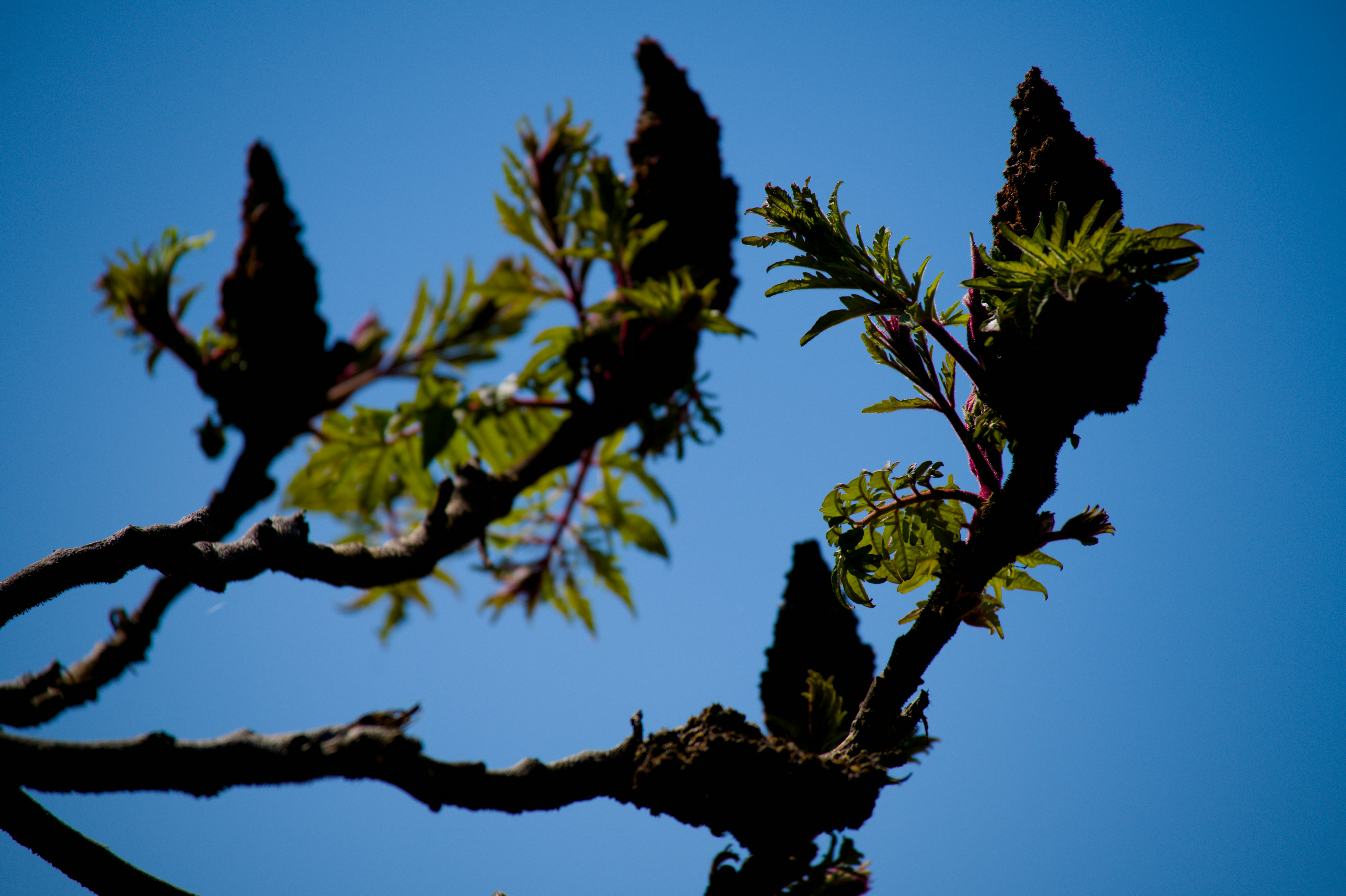 Gros plan des cônes de sumac et des nouvelles feuilles contre le ciel