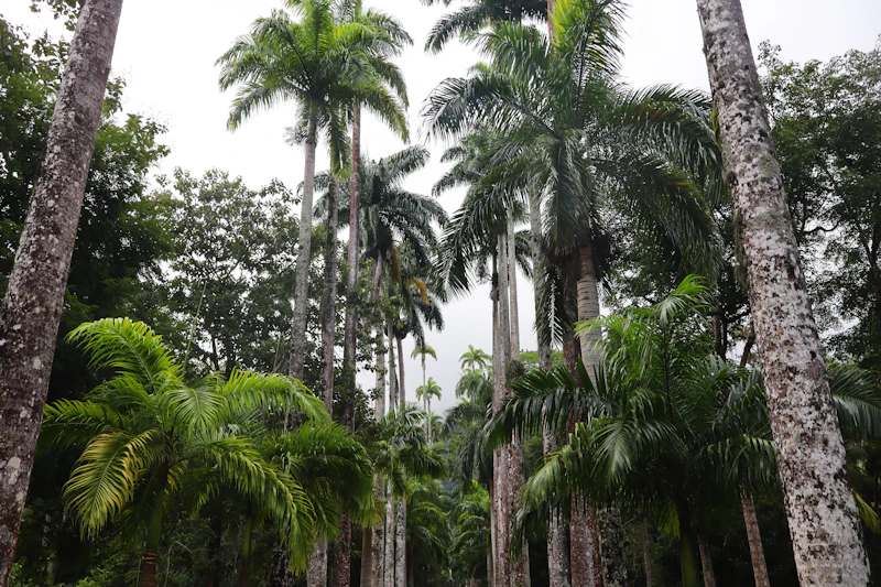 Café da manhã no Jardim Botânico