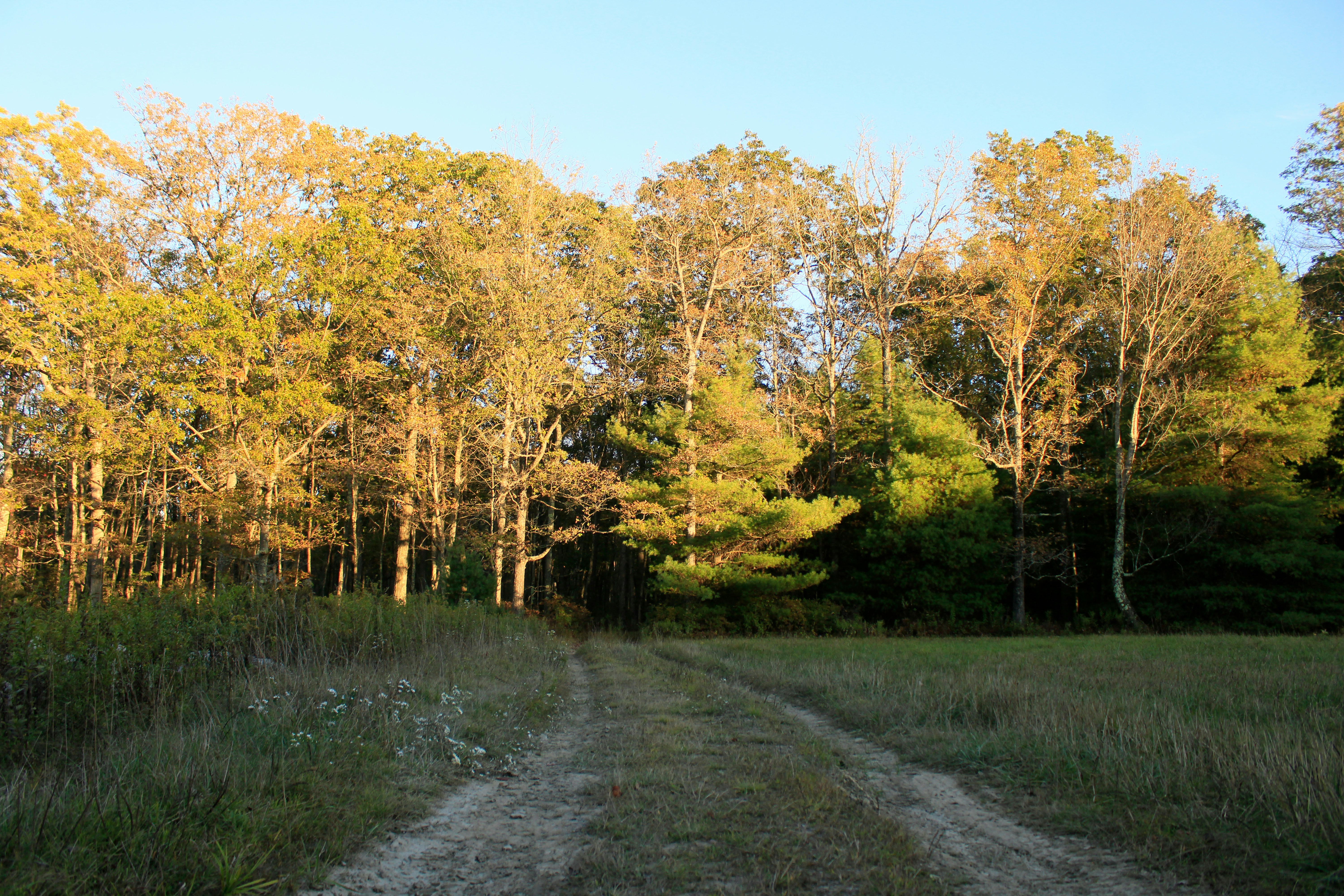 Feldweg, der in einen sonnenbeschienenen Wald führt