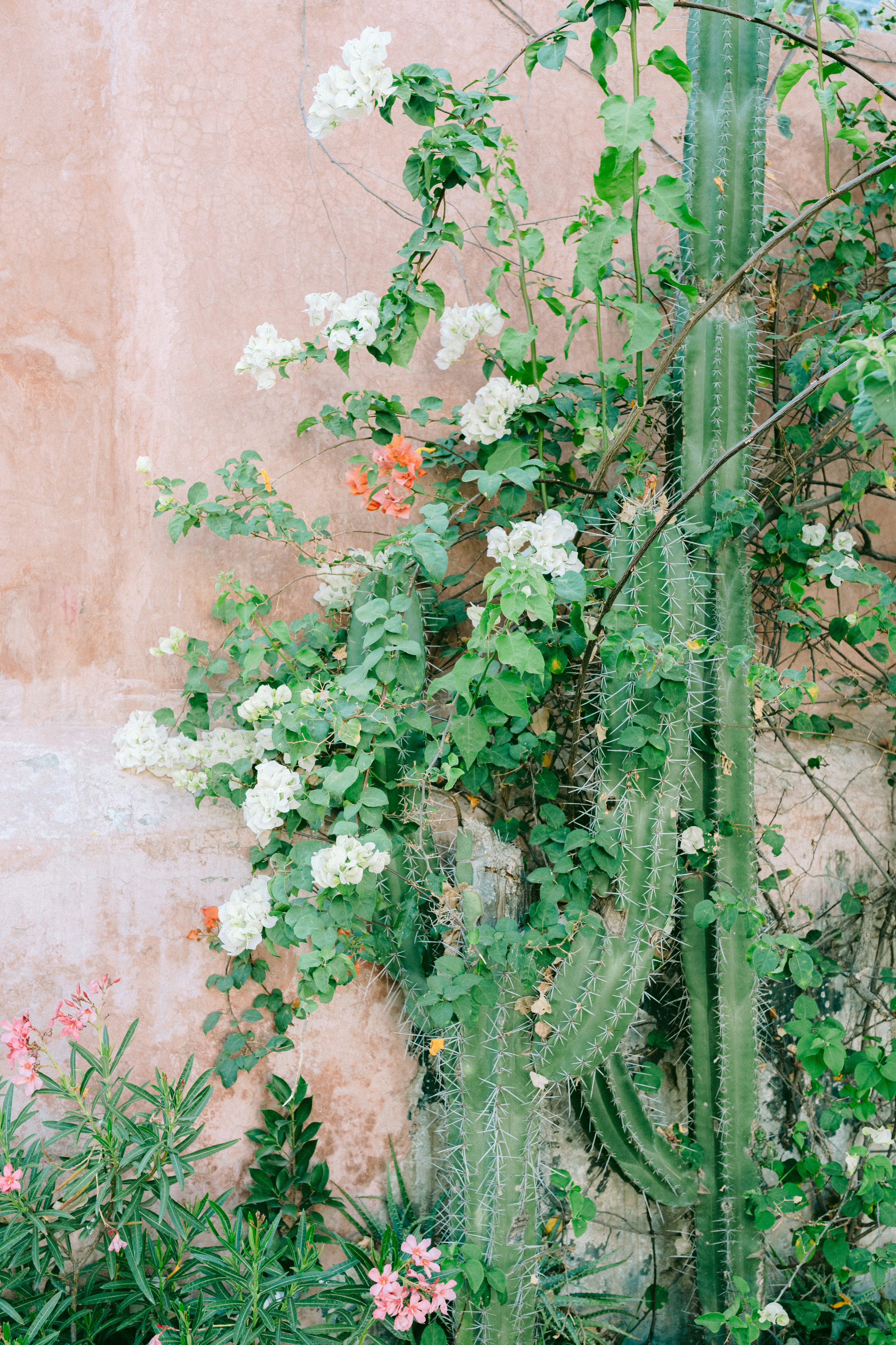 Cactus e viti fiorite contro una parete rosa