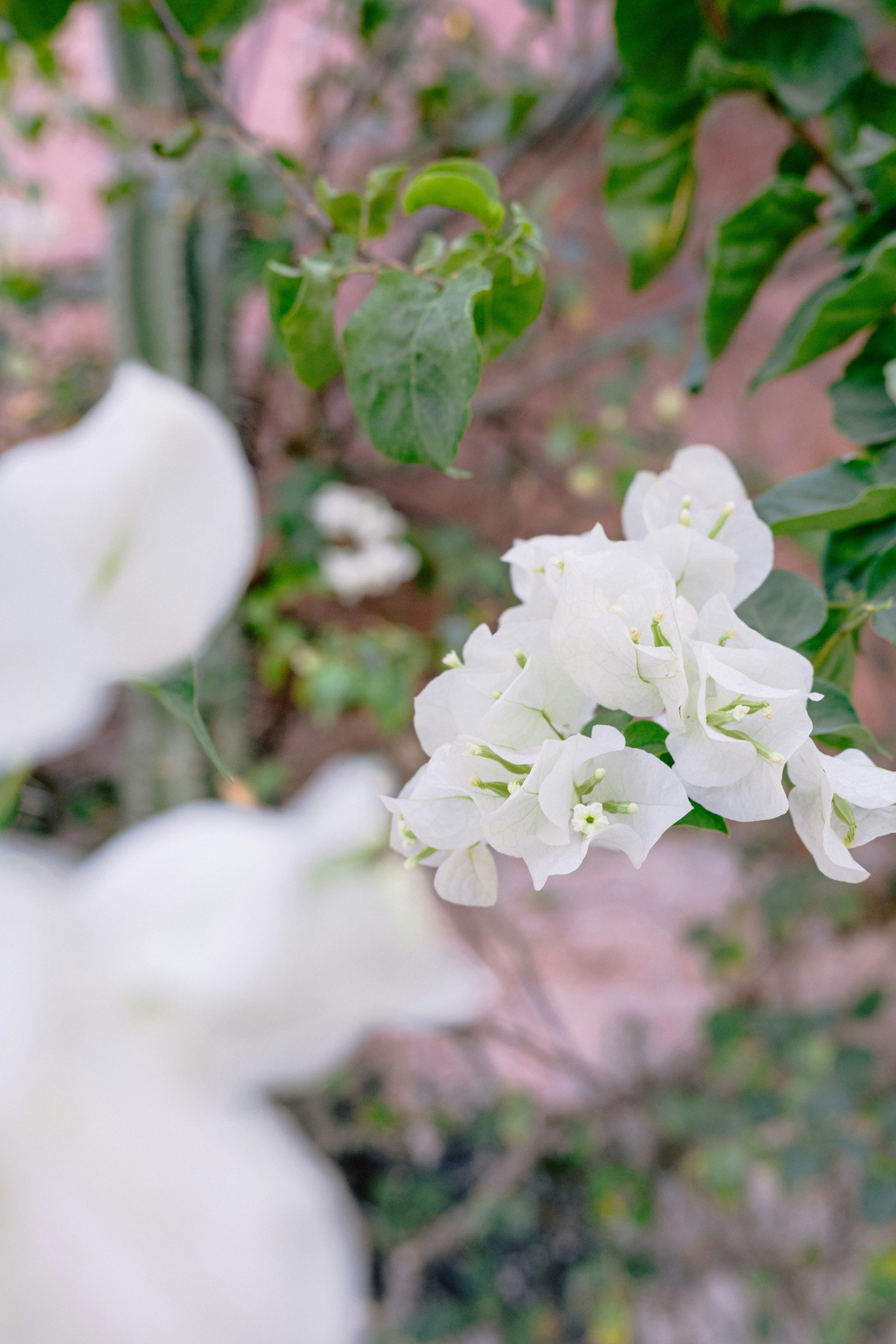 Delicati fiori bianchi di bouganville sbocciano su uno sfondo sfocato.