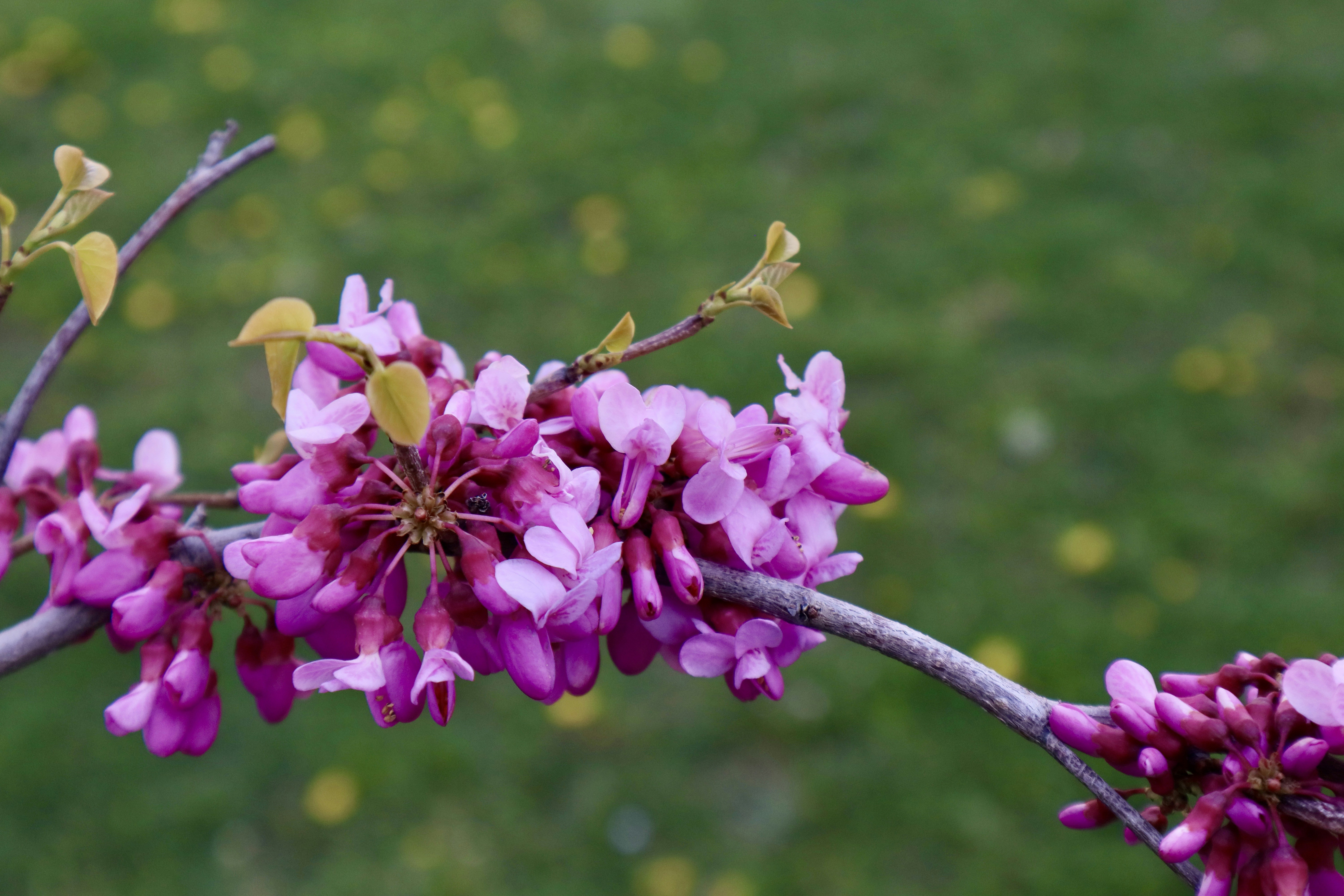 Photo by konevi