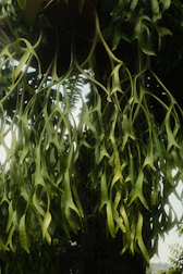 Hanging staghorn fern with intricate leaves