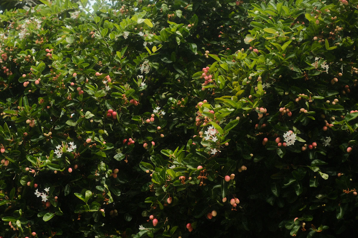 Karonda Carissa carandas Indian Hedge Berries Iron-Rich — PlantCare