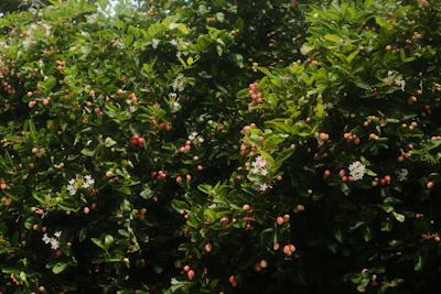Karonda Carissa carandas Indian Hedge Berries Iron-Rich — PlantCare