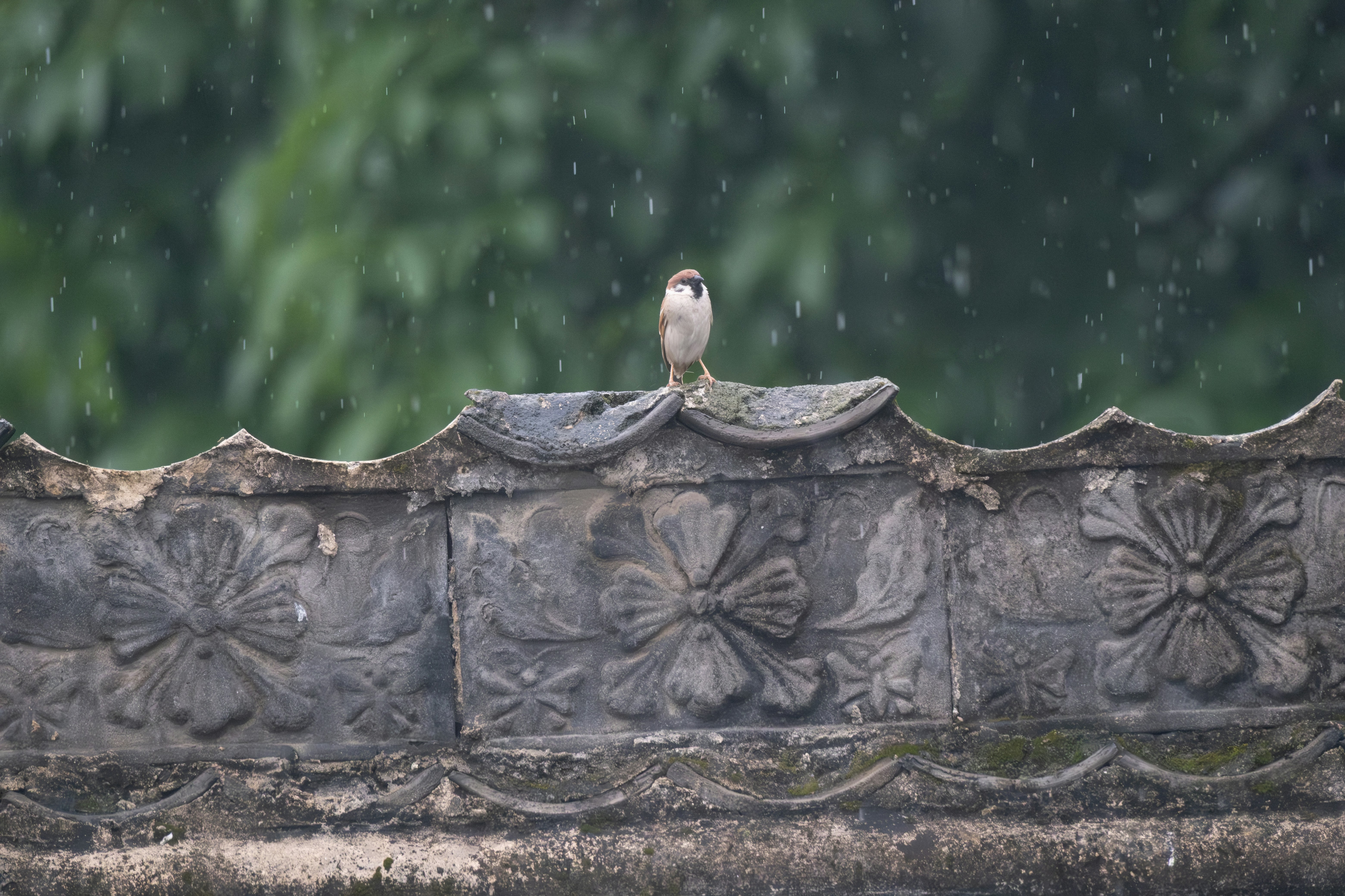 What Exactly Is Animal Rain and Is It Real? - tadpoles raining in Japan