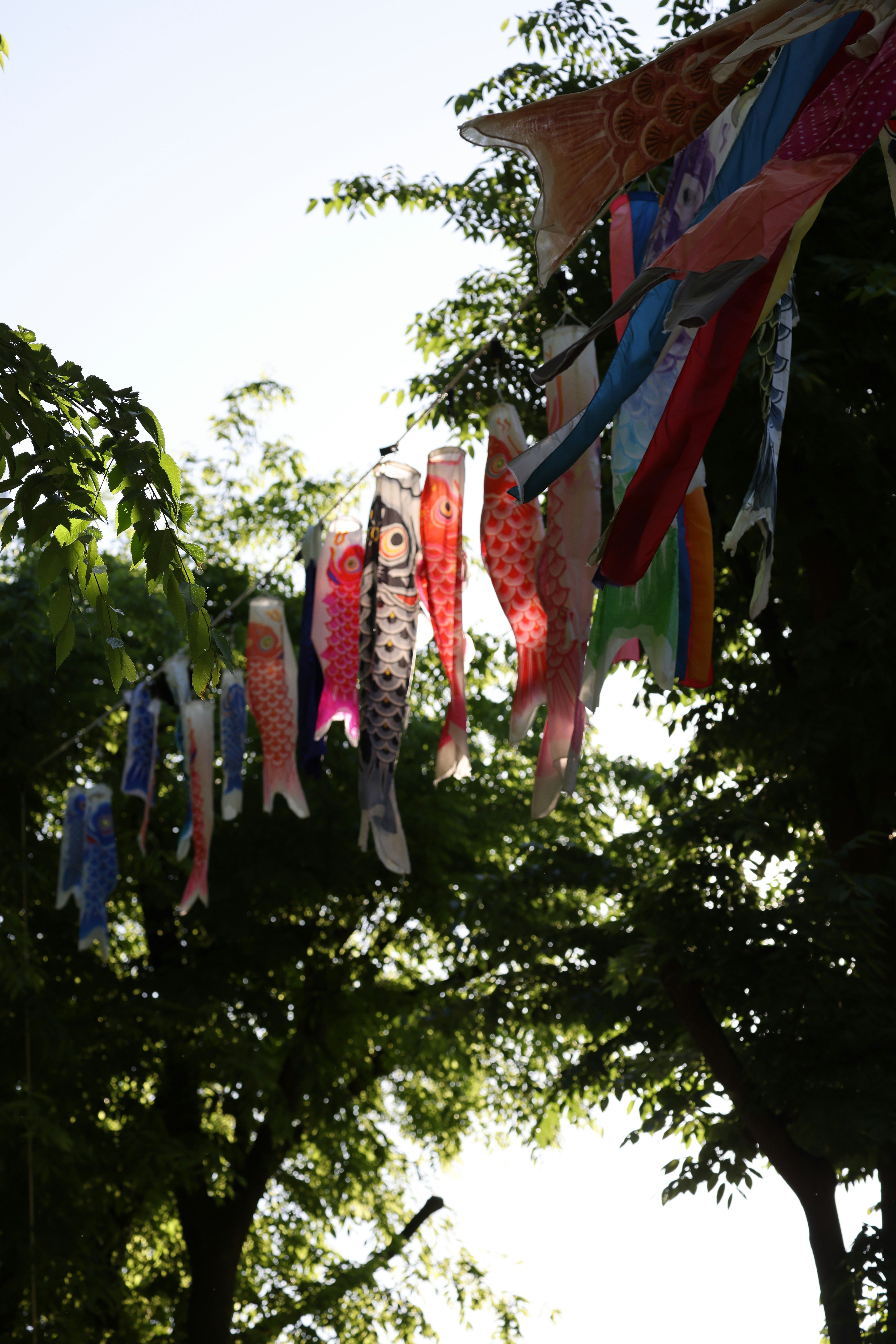 Bunte Karpfenbänder, die im Sonnenlicht von Bäumen hängen