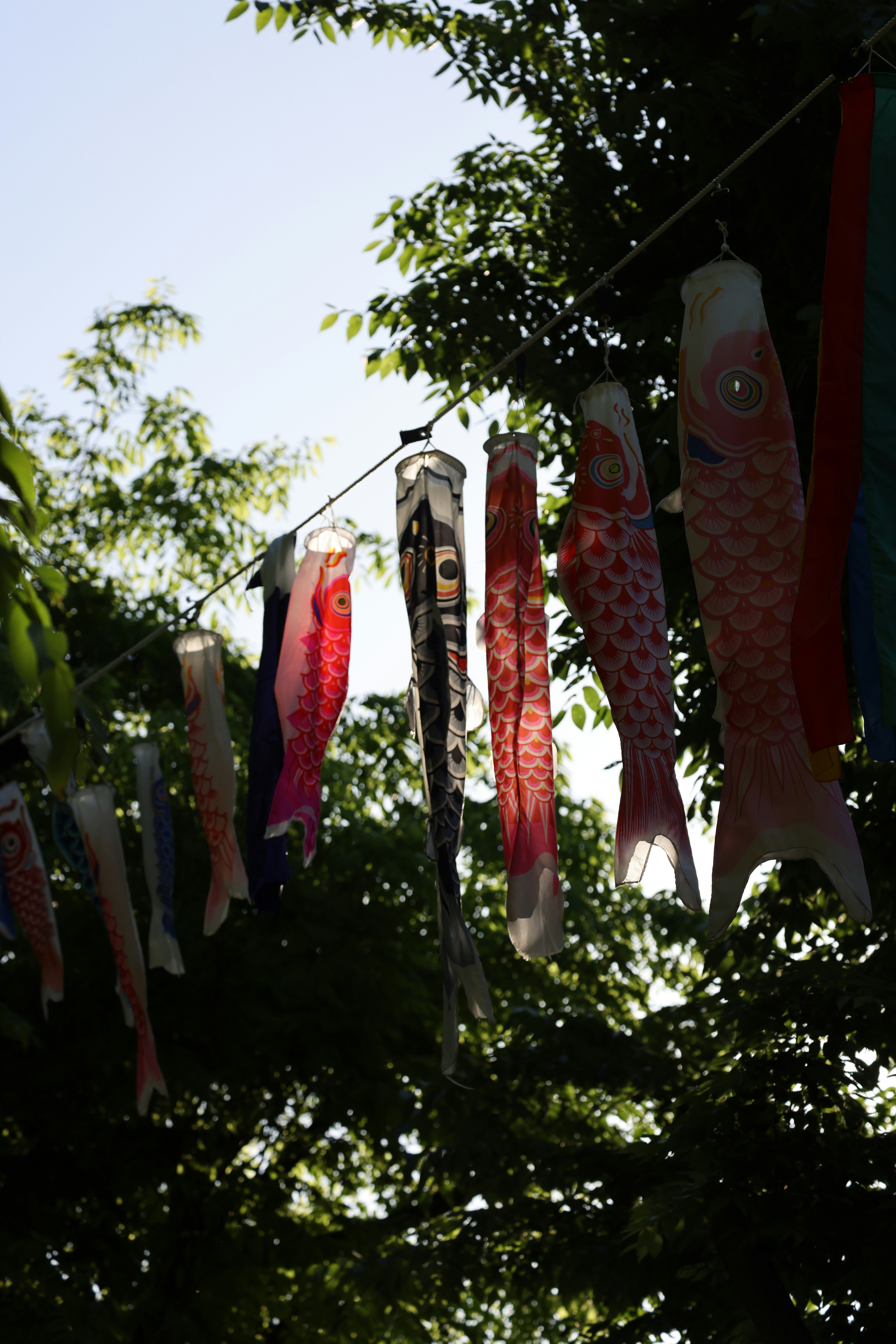 Colorful carp streamers hanging on a line with trees.
