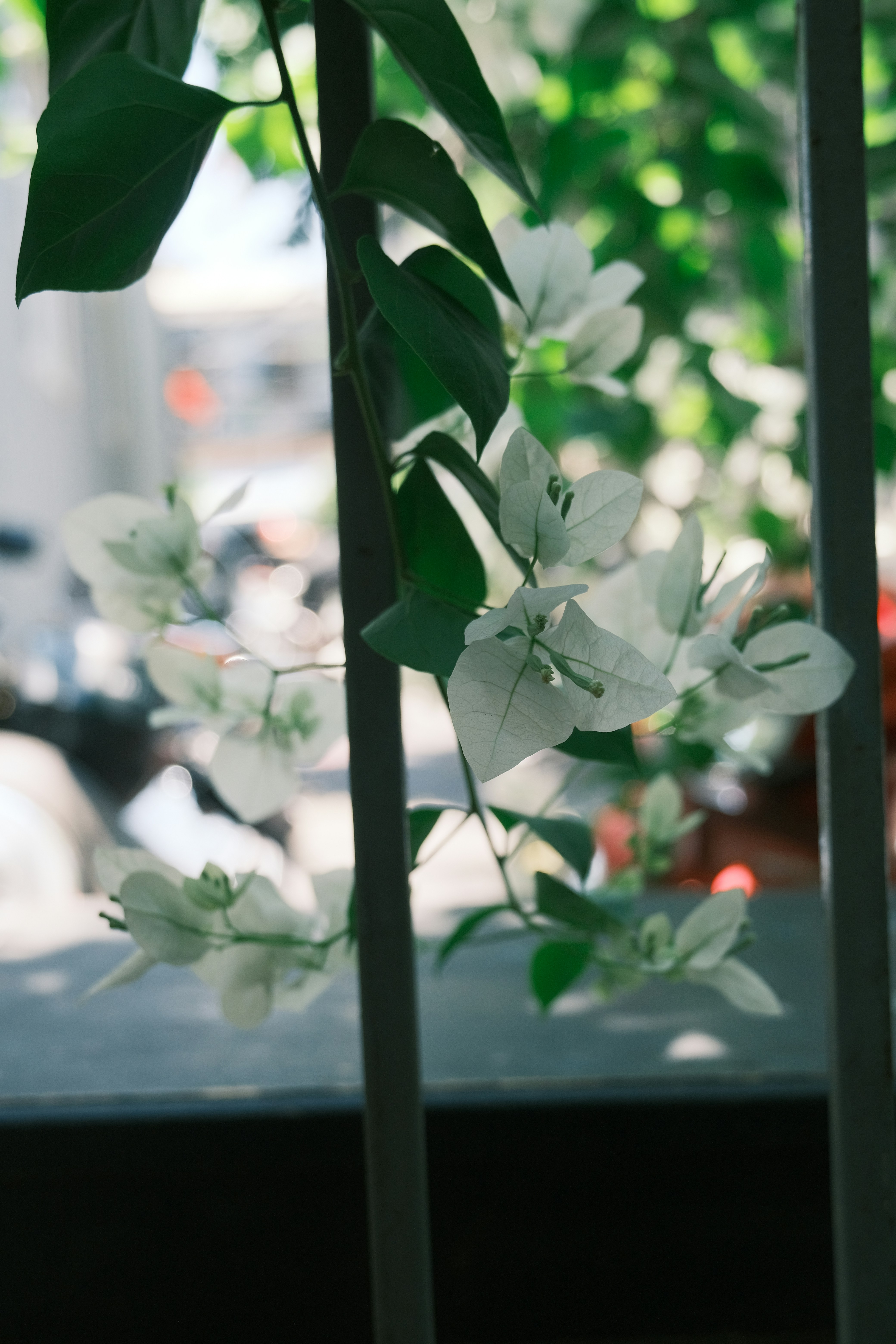 Delicadas flores brancas de buganvília em uma videira.