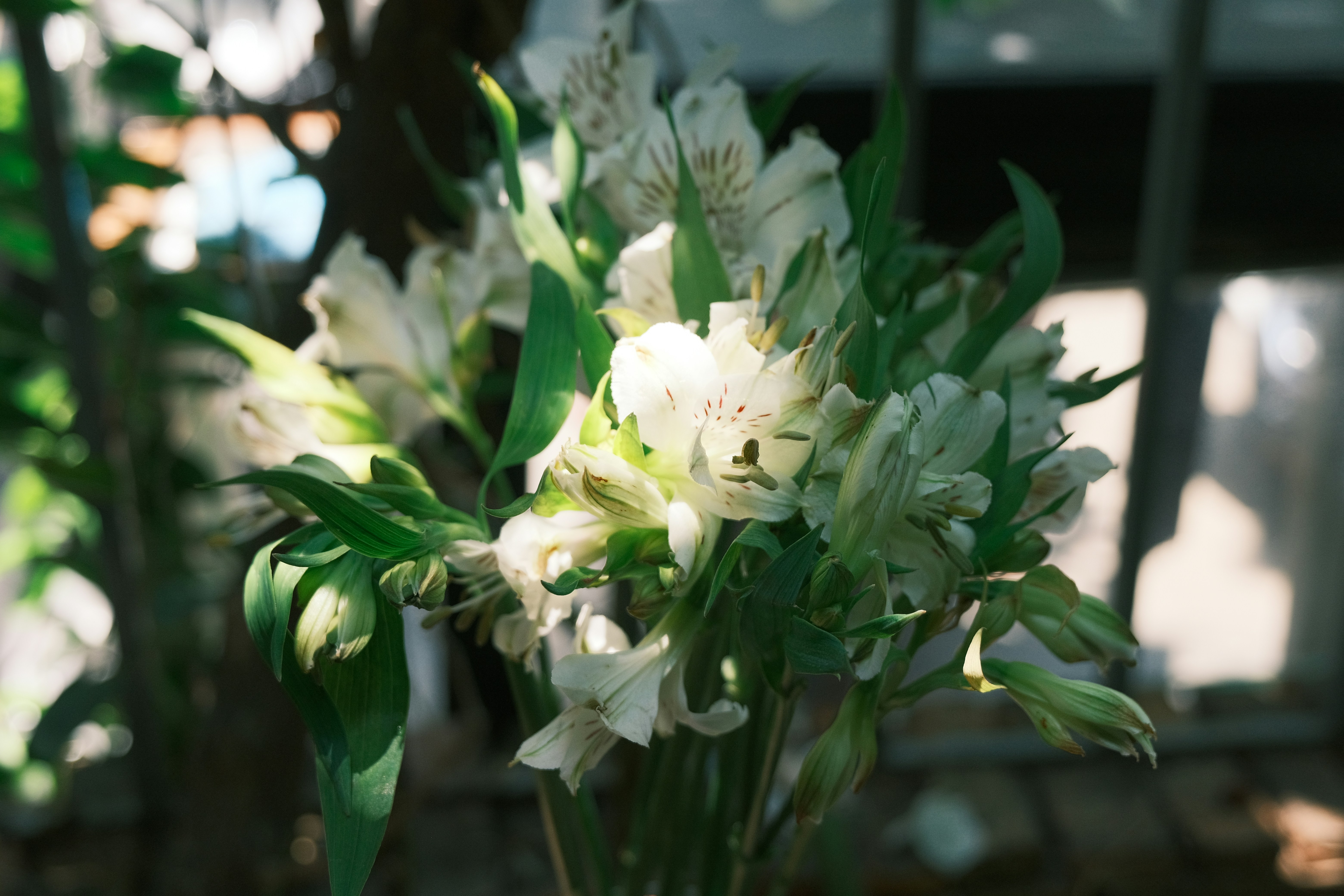 Um buquê de flores brancas de Alstroemeria com folhas verdes.
