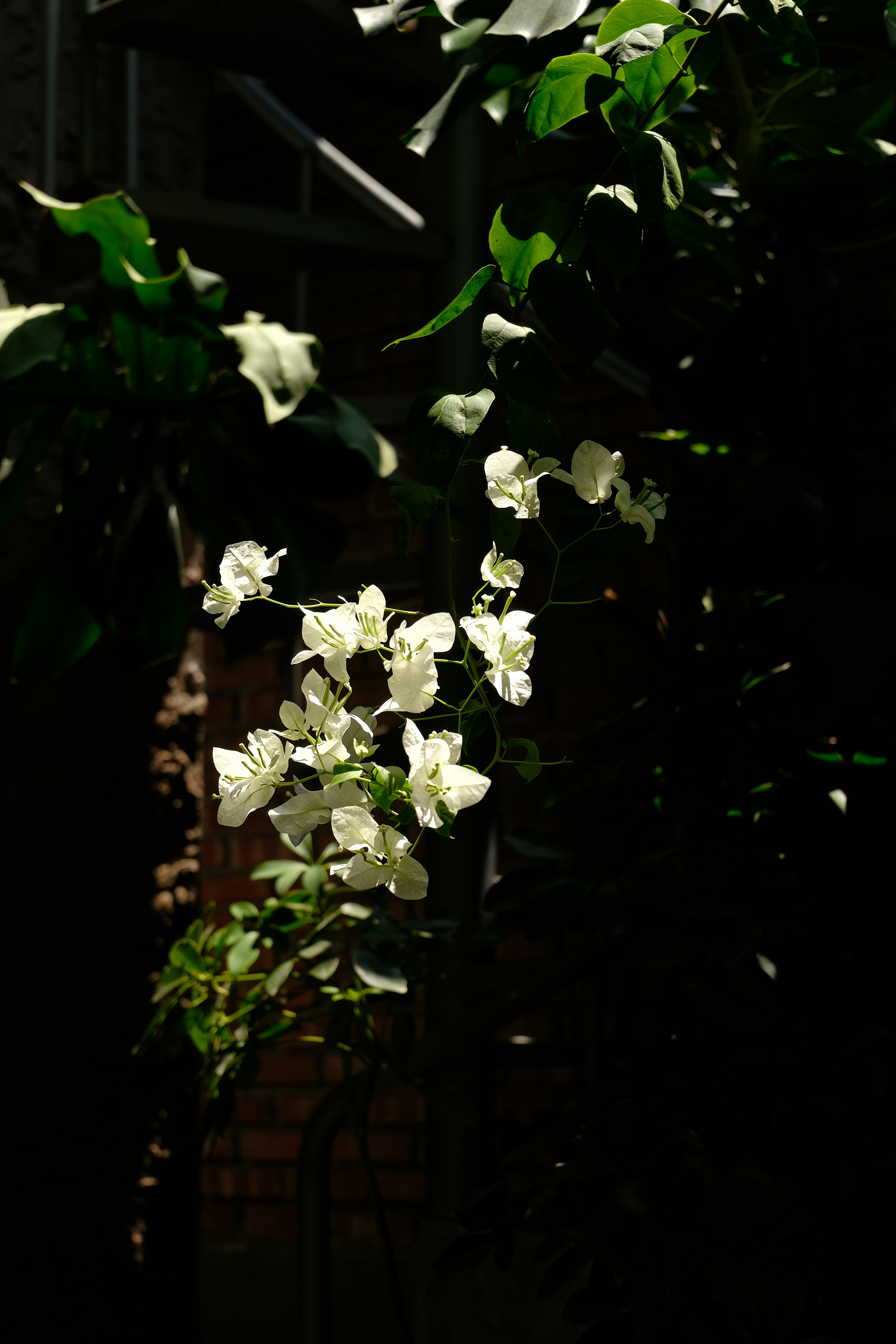 Delicadas flores brancas florescem contra folhagem escura