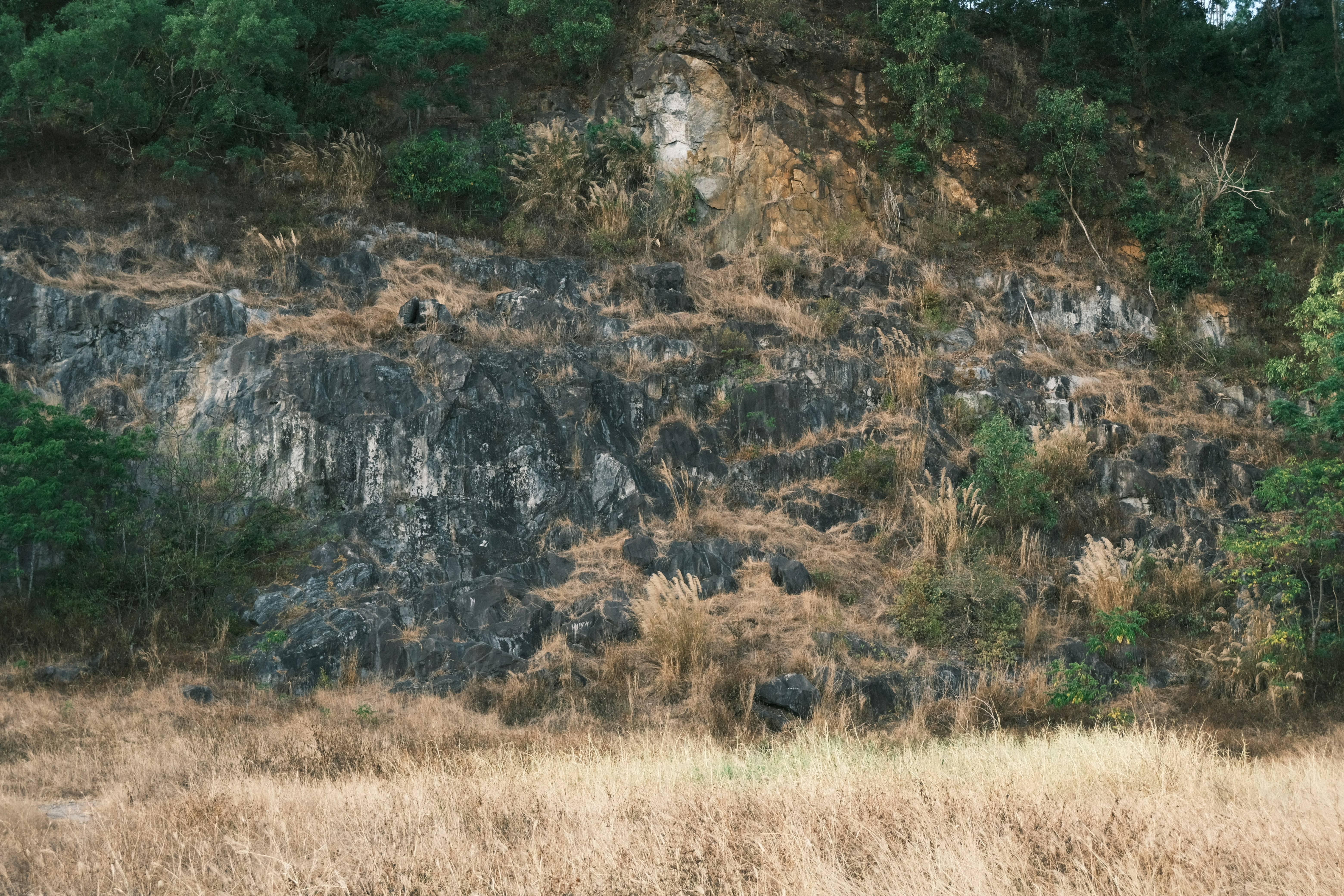 Encosta rochosa com grama seca e árvores verdes