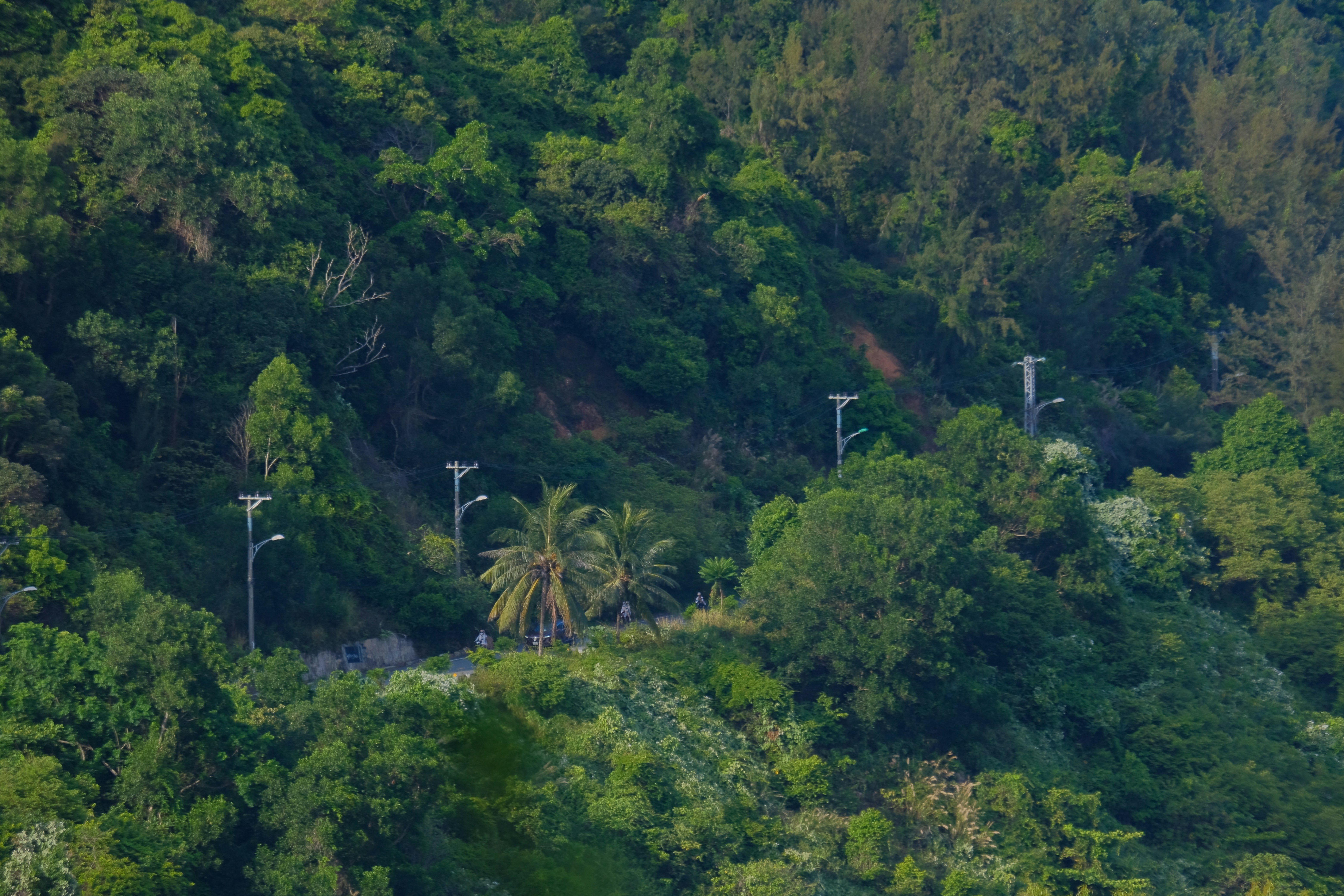 Uma estrada sinuosa por uma floresta verde e exuberante com postes de luz.
