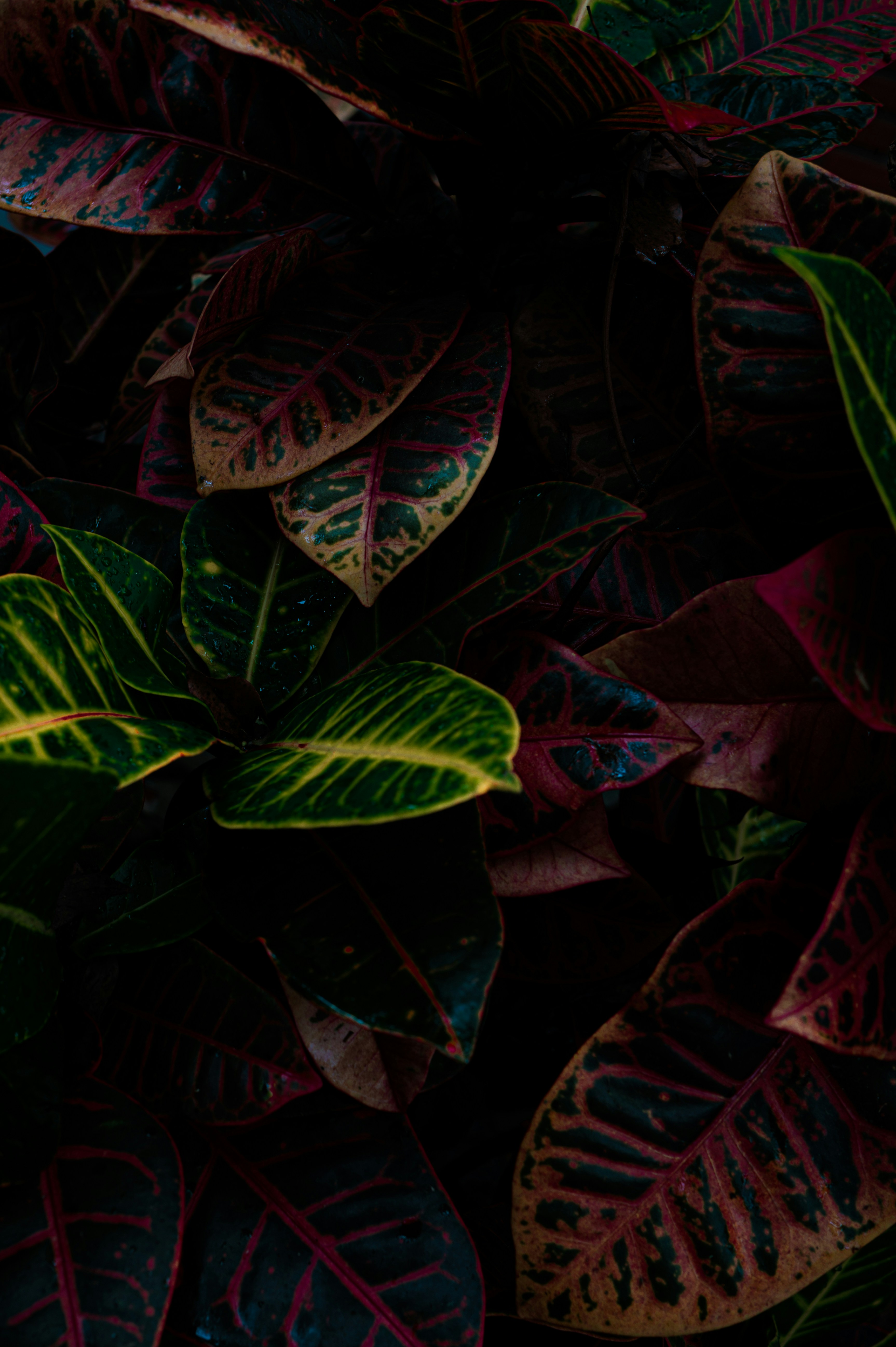 Close de folhas de croton verde-escuro e bordô