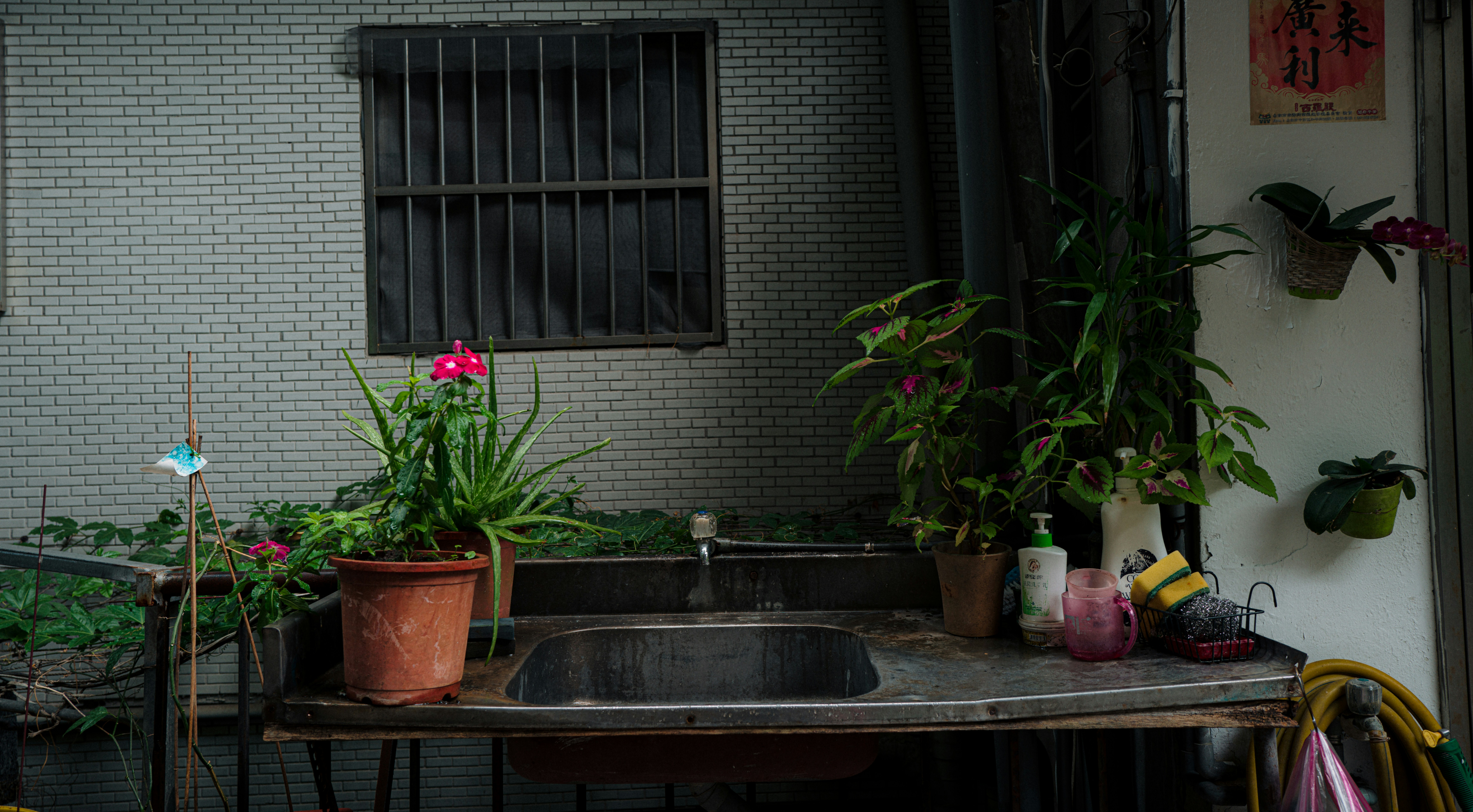 Área externa de pia com plantas em vasos e uma janela.
