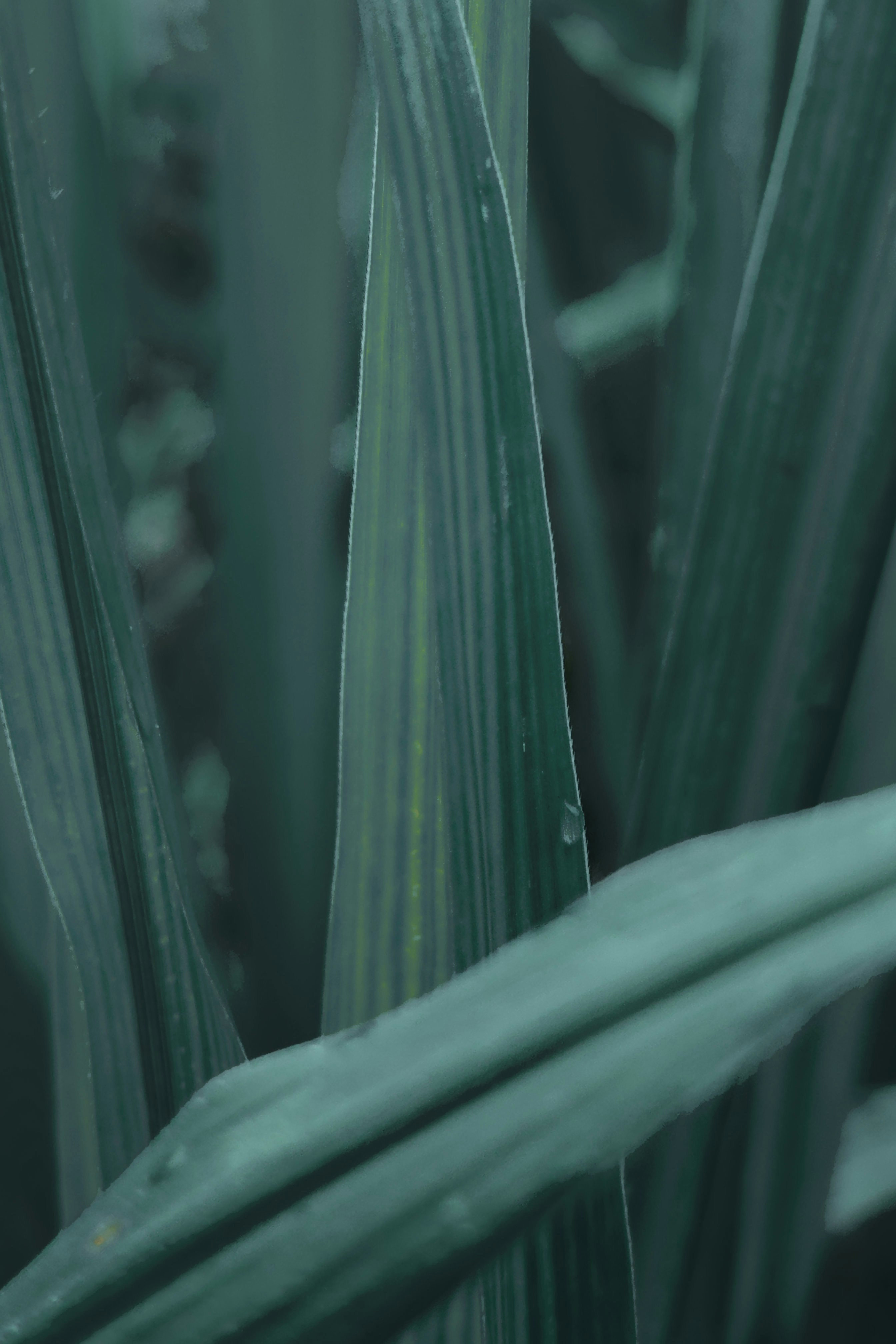 Close-up bilah rumput hijau tua dengan tetesan air.