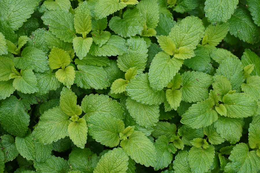 A dense cluster of vibrant green lemon balm leaves