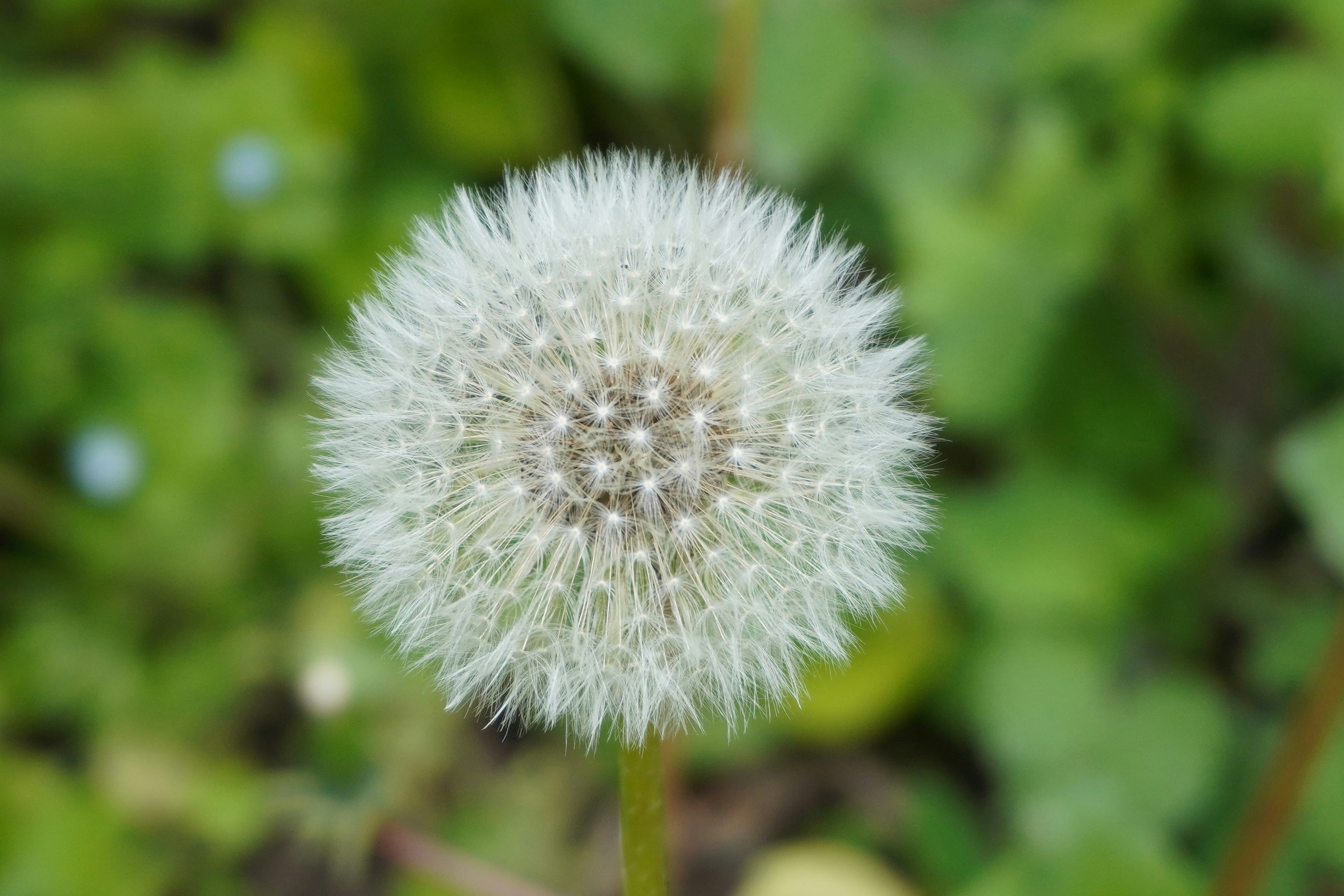 Photo by amazonitee_